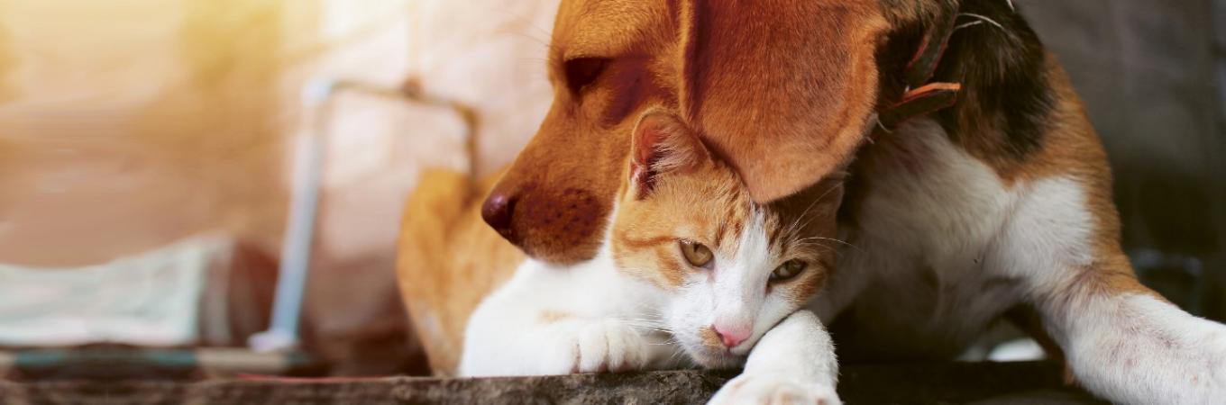 Tierkrankenversicheurng: Hund und Katze