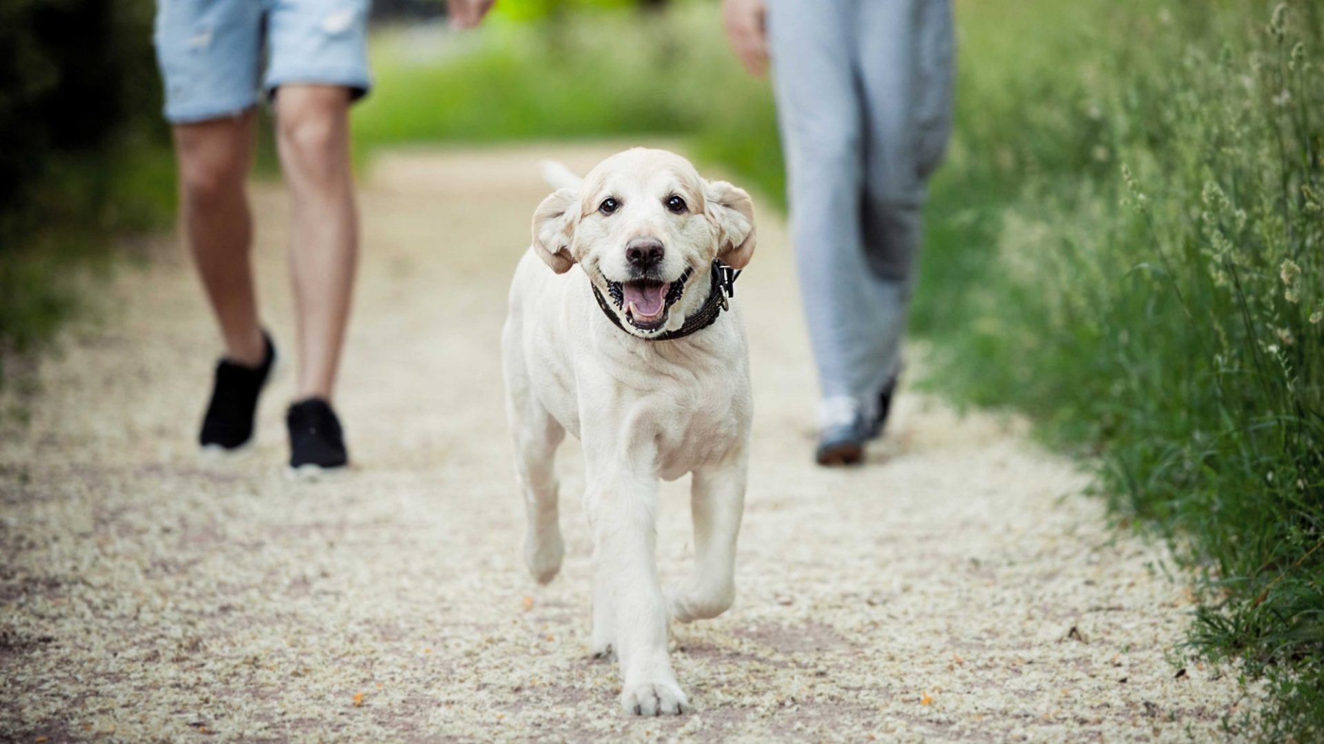 Mit 1. Juni 2023 treten einige Änderungen des NÖ Hundehaltegesetzes 🐕 in Kraft. Erfahren Sie hier, welche das sind und was diese für Sie bedeuten.