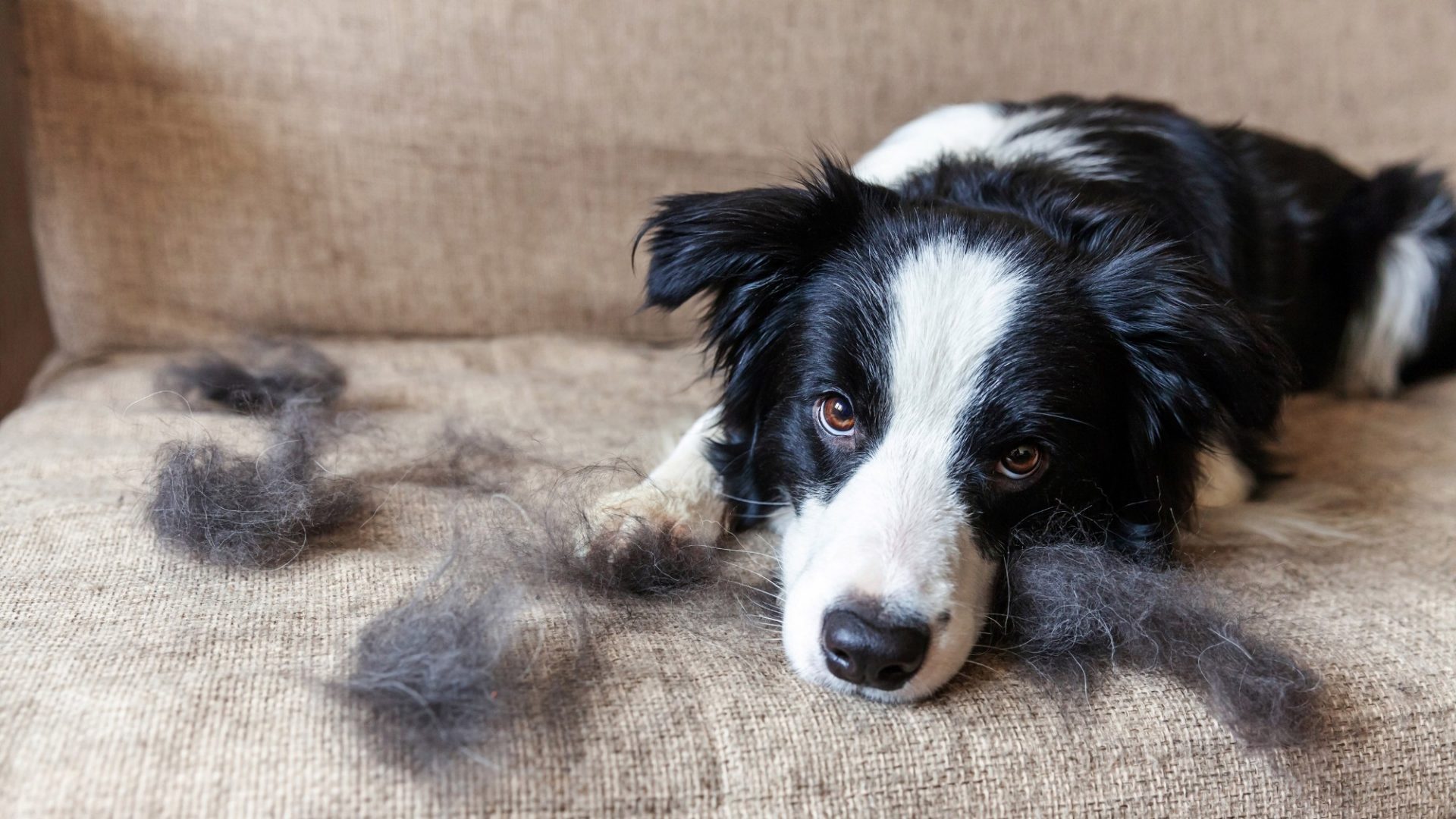 Ihr Hund haart gerade sehr stark? Kein Wunder, es ist Fellwechsel-Zeit! Wir verraten, warum die Fellpflege jetzt besonders wichtig ist.
