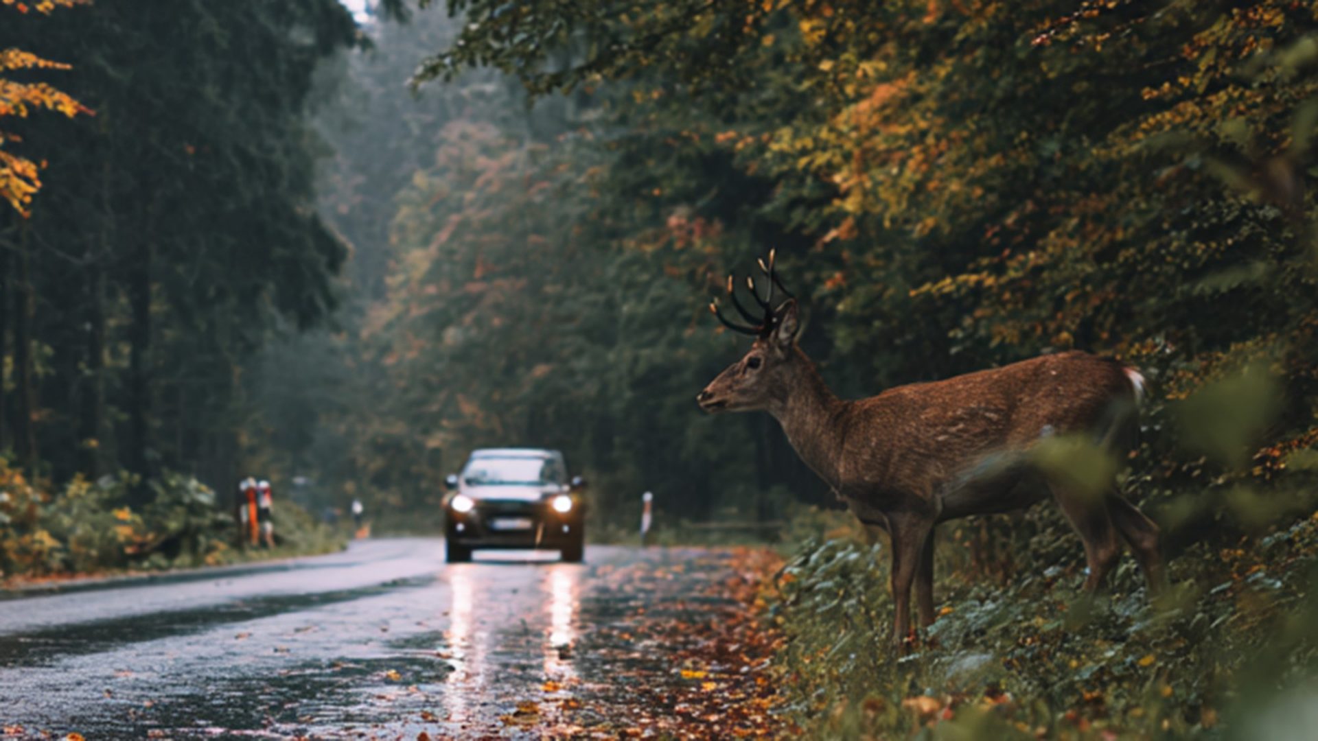 Wildunfall, was tun?