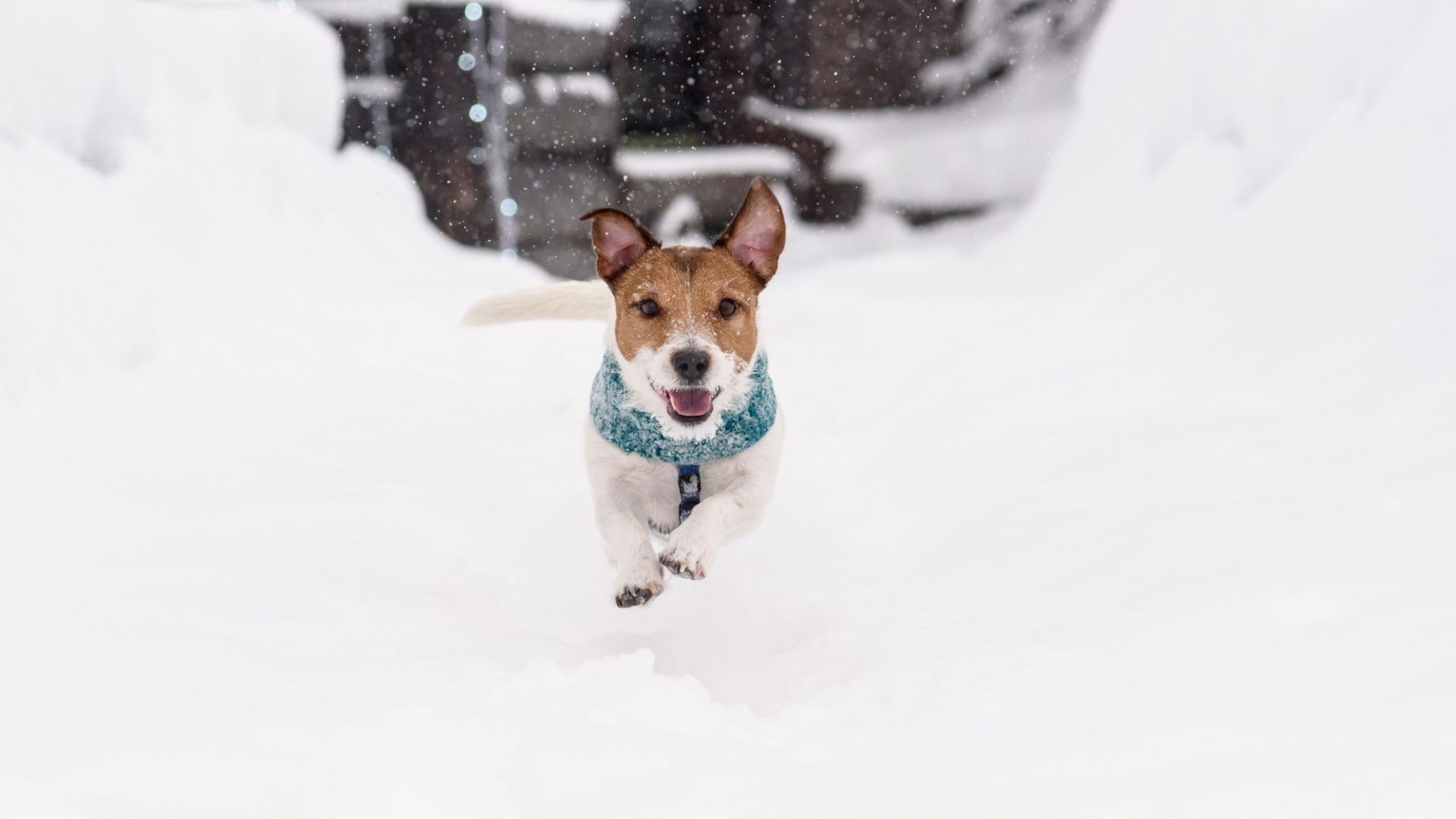 Brauchen Hunde im Winter einen Mantel? Frieren Katzenpfoten bei Minusgraden? Wie gefährlich ist Streusalz? Mehr dazu in den Winter-Wohlfühltipps.