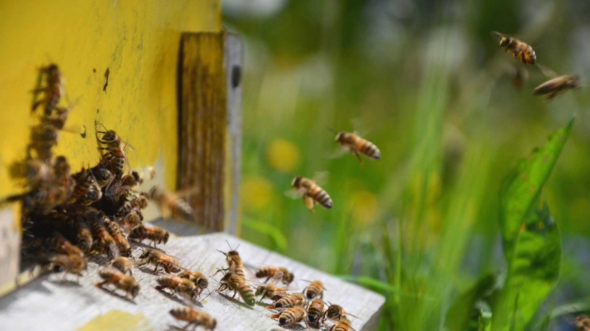 Bienenstock