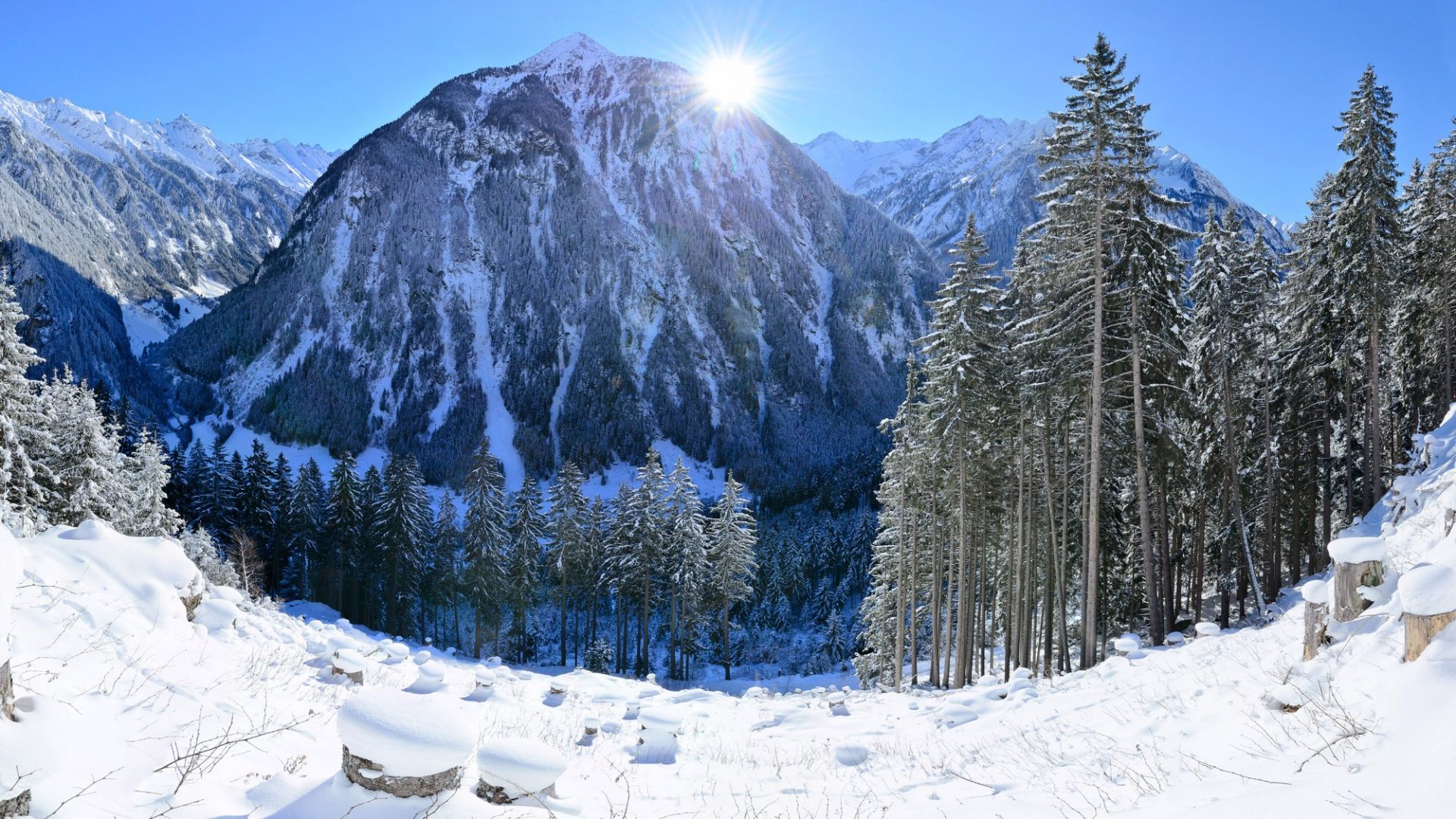 Die Schutzwaldfläche im winterlichen Zillertal. Junge Setzlinge werden nach der Schneeschmelze im Frühjahr gepflanzt.