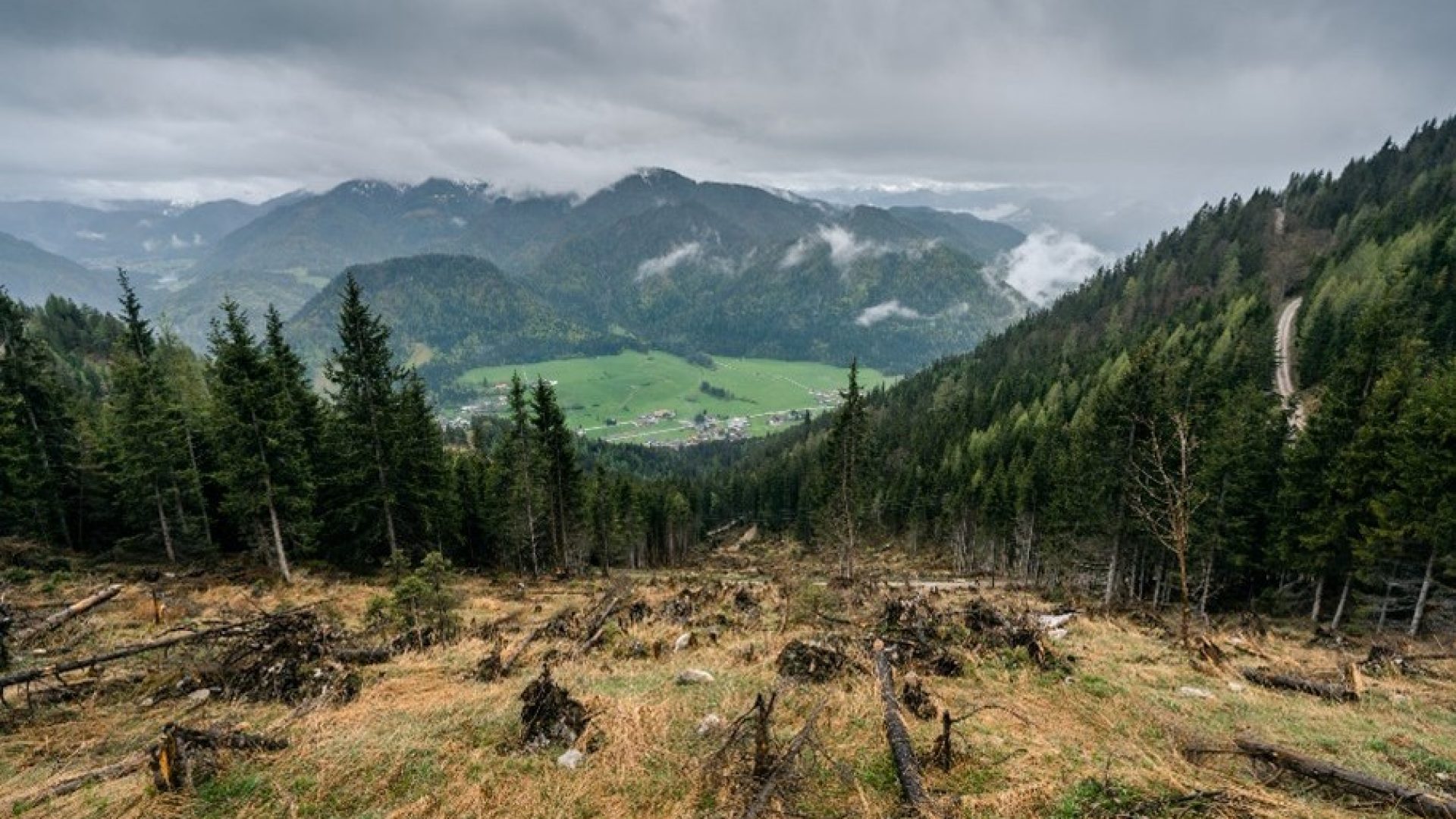 Schutzwald Engagement