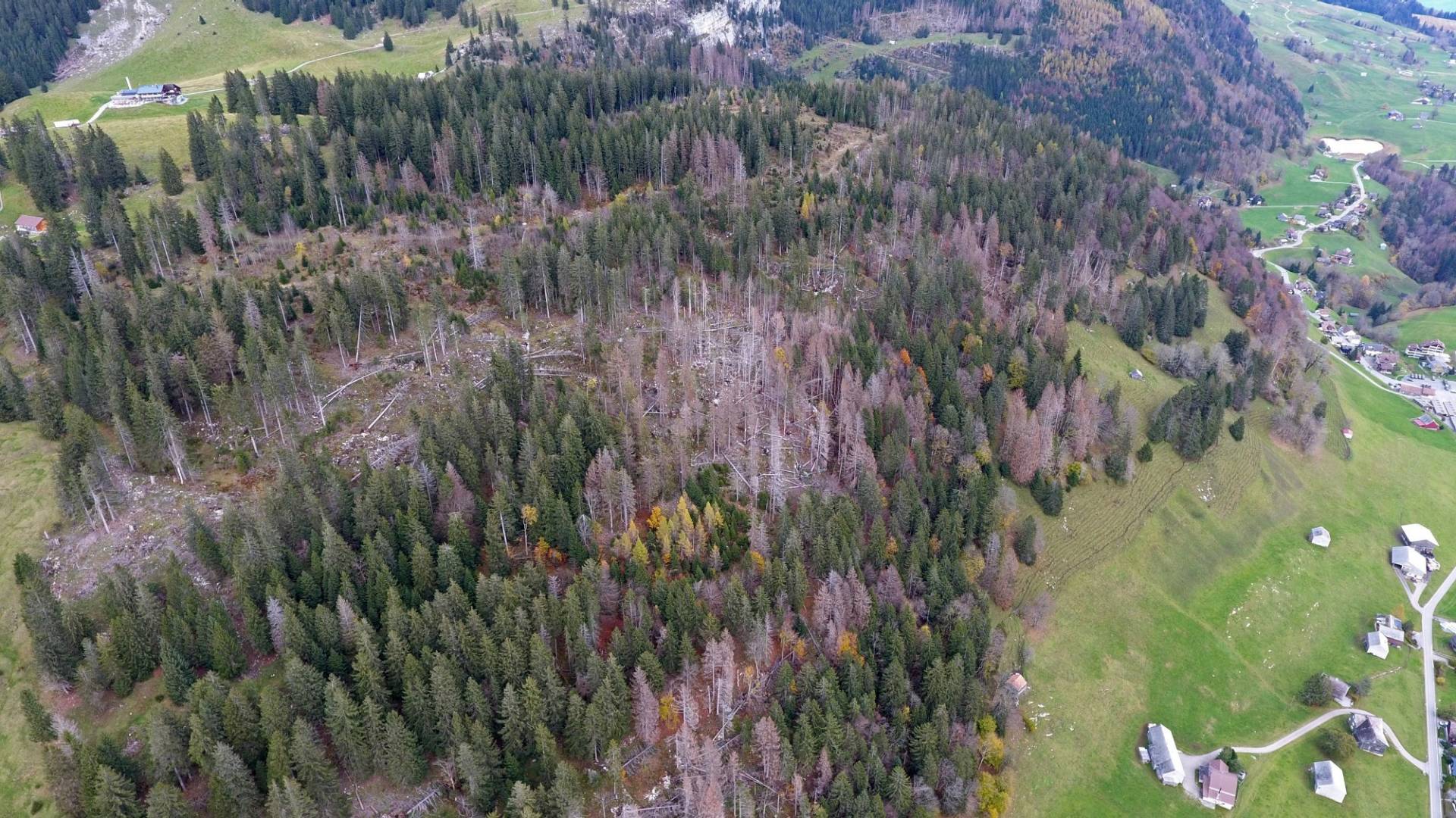 toggenburg