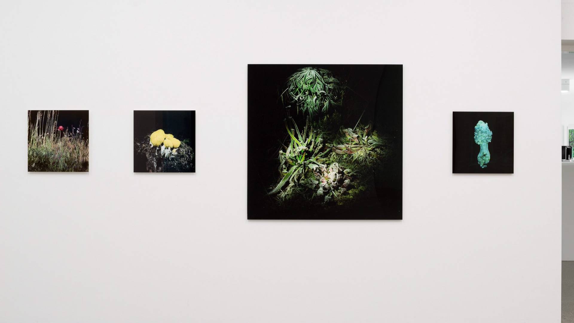 Pulled out of the darkness: Marianne Engel’s photographs show carnivorous plants found on night-time nature walks.