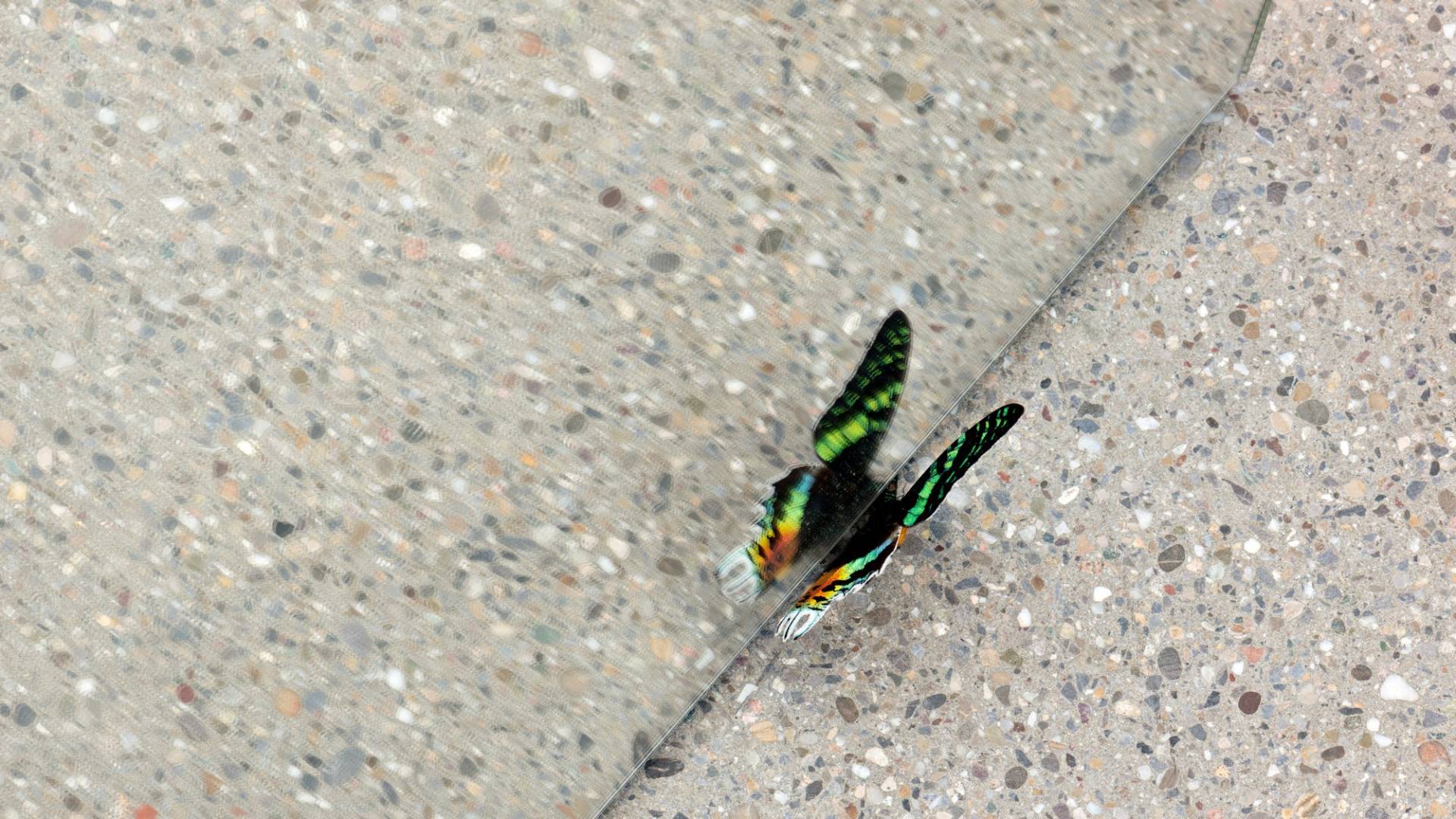 The left wing of a multi-coloured butterfly lies under a reflected base. But the reflection of the right wing in the mirror gives the fragile insect back its shape.