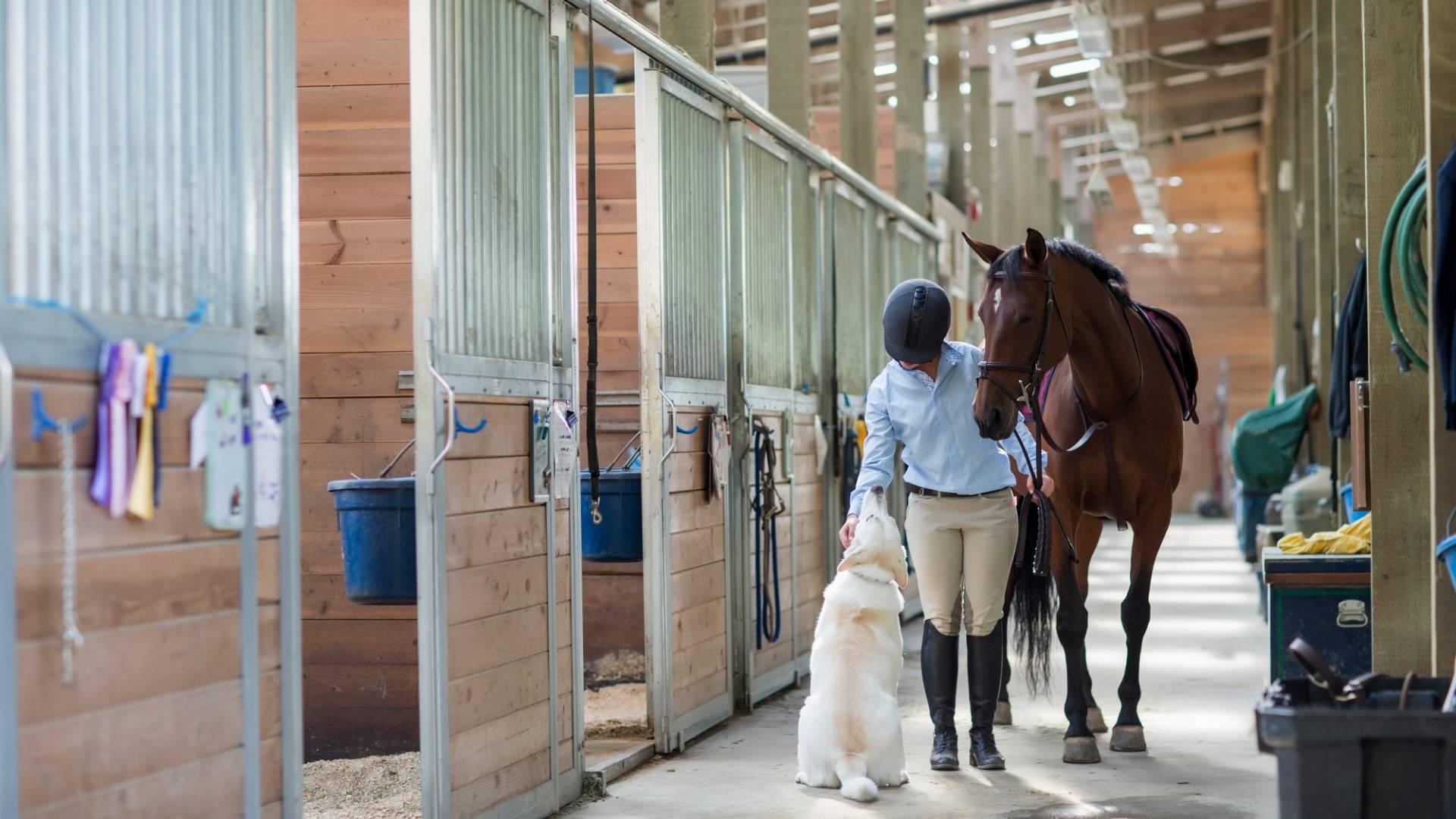 Ratgeber Privathaftpflicht: Reiten fremder Pferde
