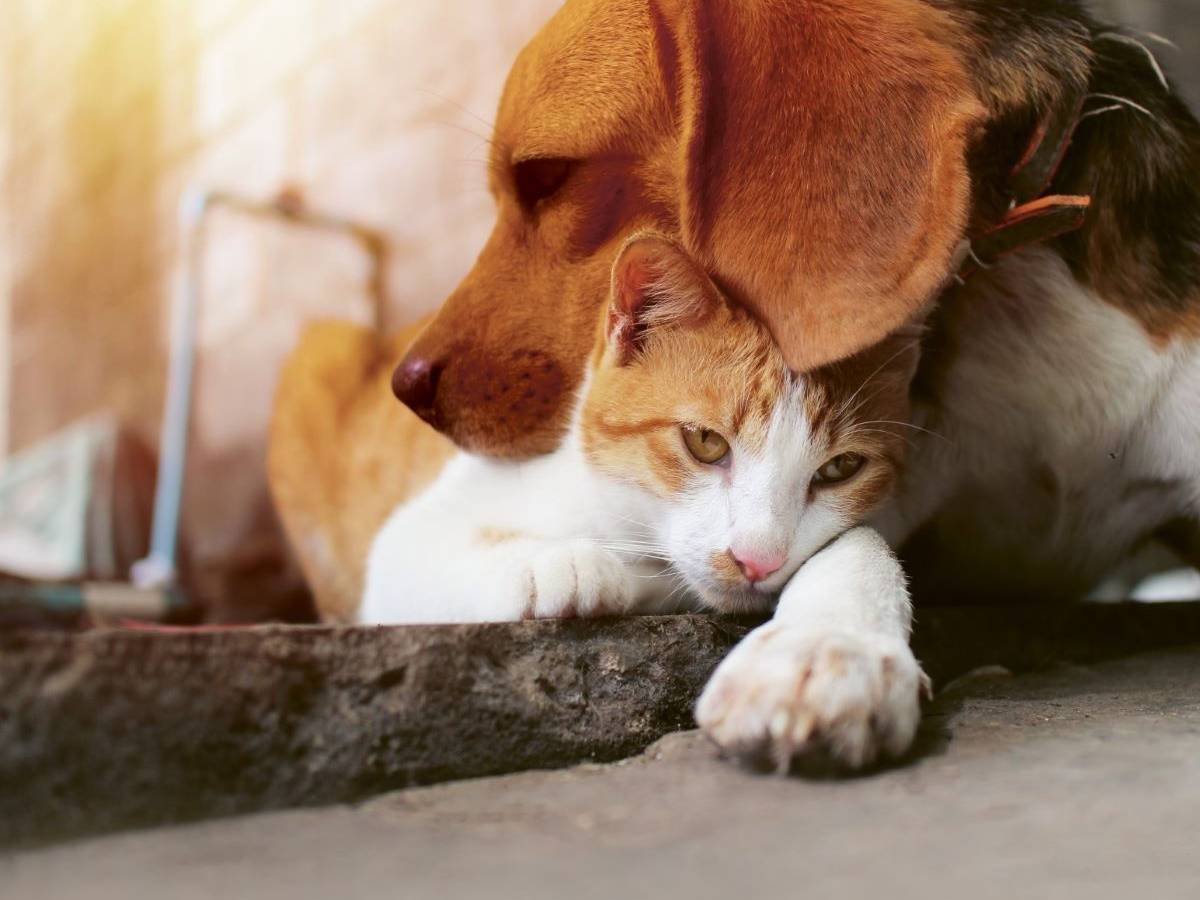 versicherter-hund-und-katze
