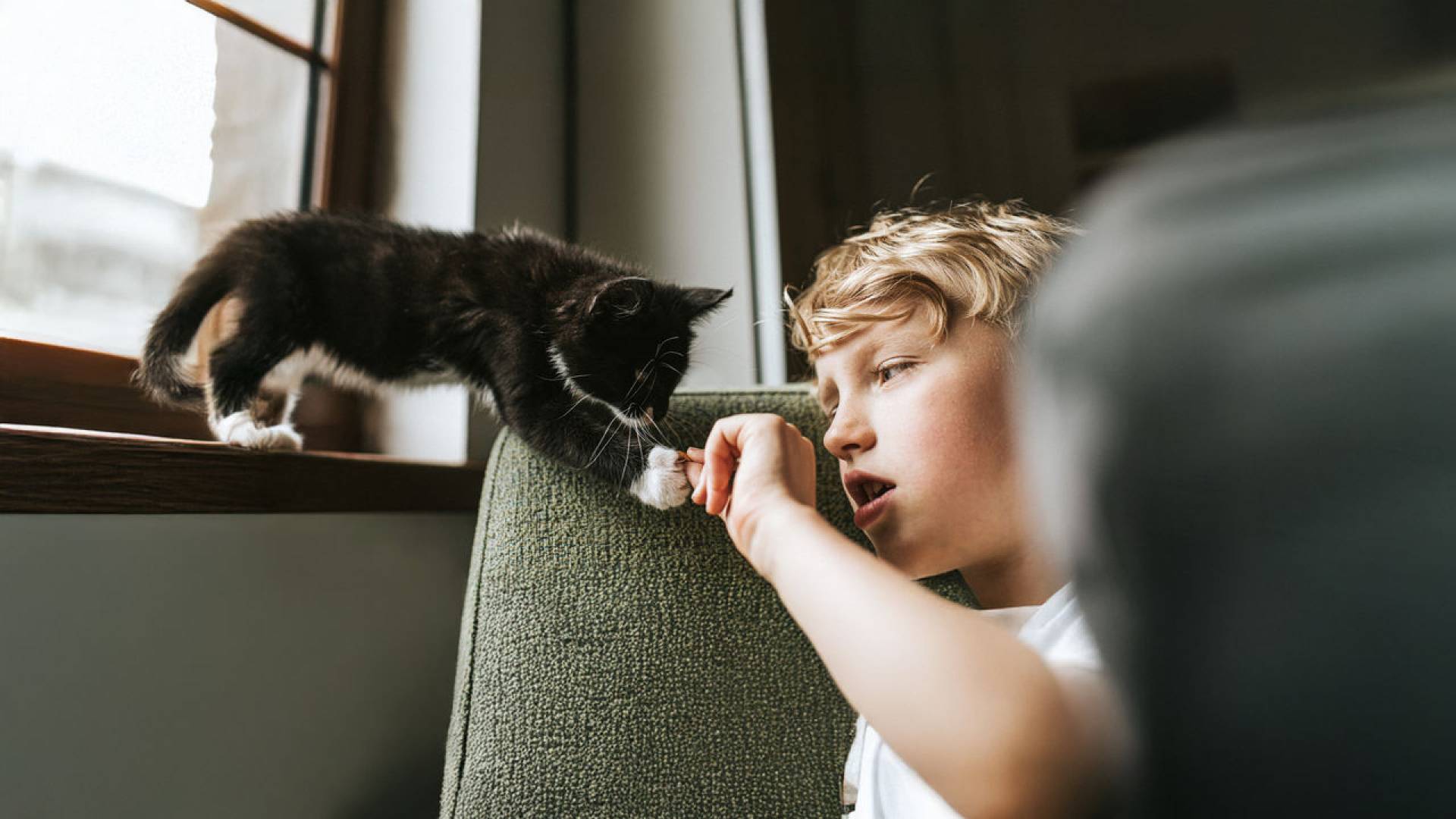 katzenversicherung