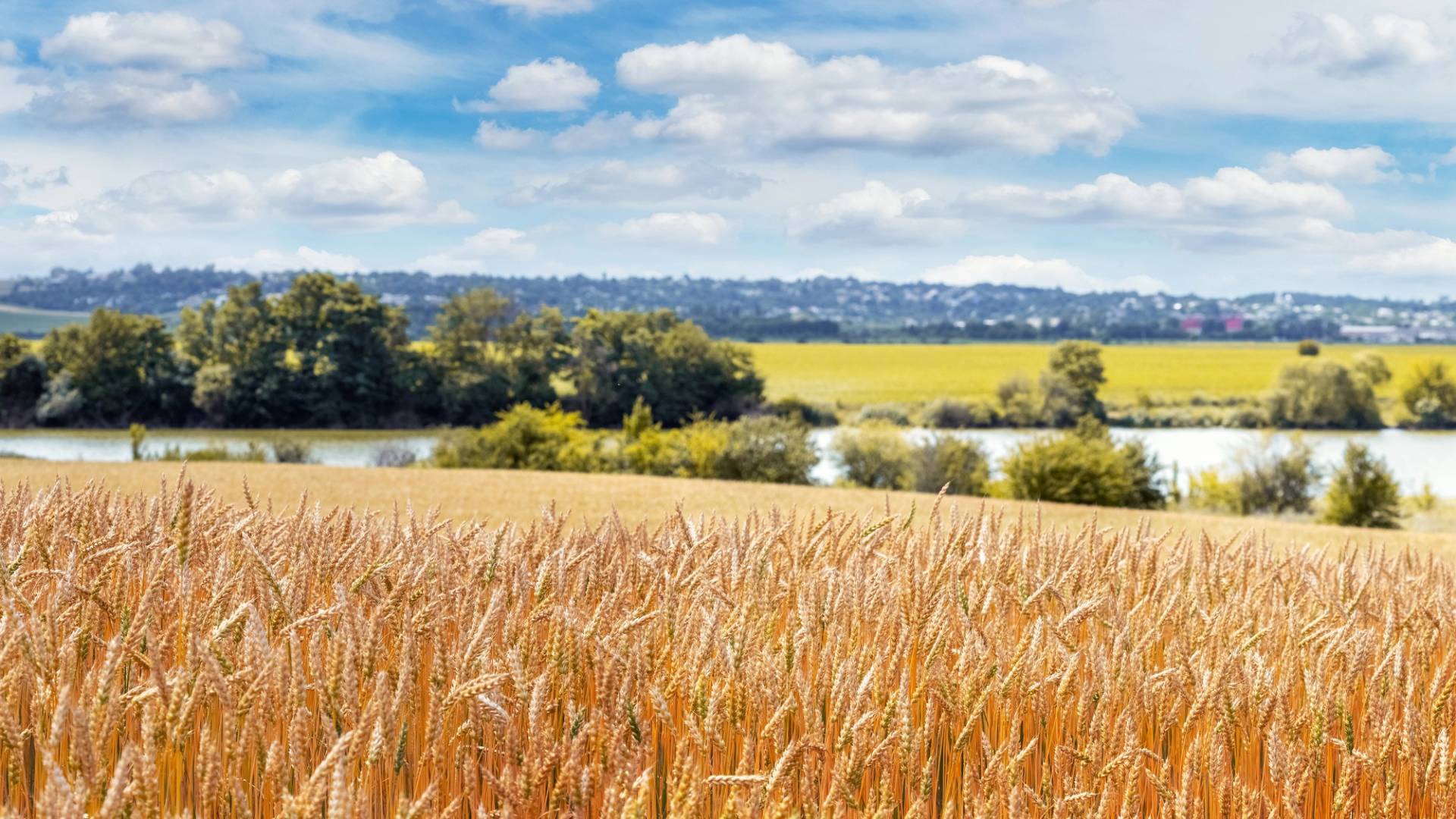 Ländliche Sommerlandschaft