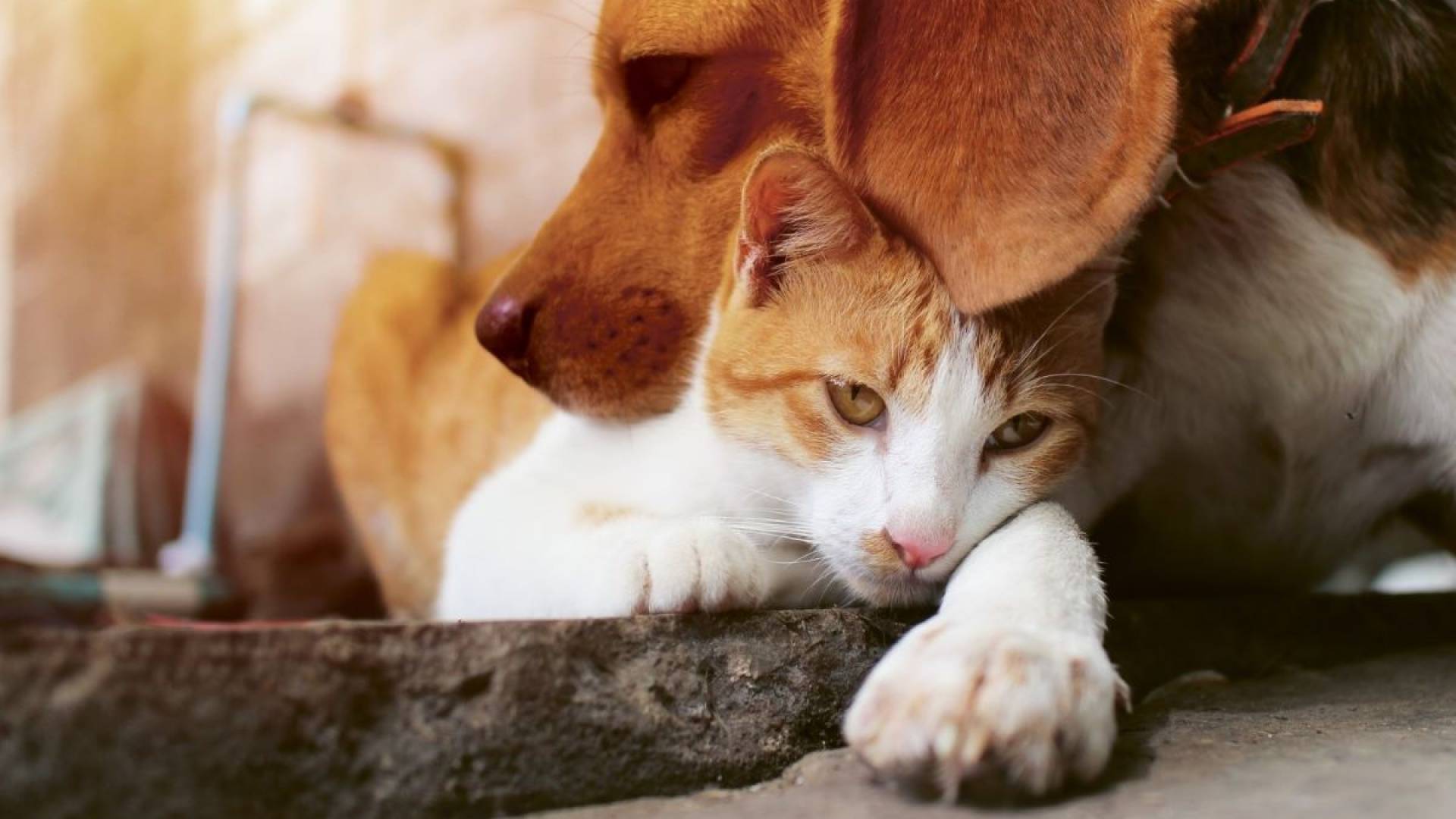 versicherter-hund-und-katze