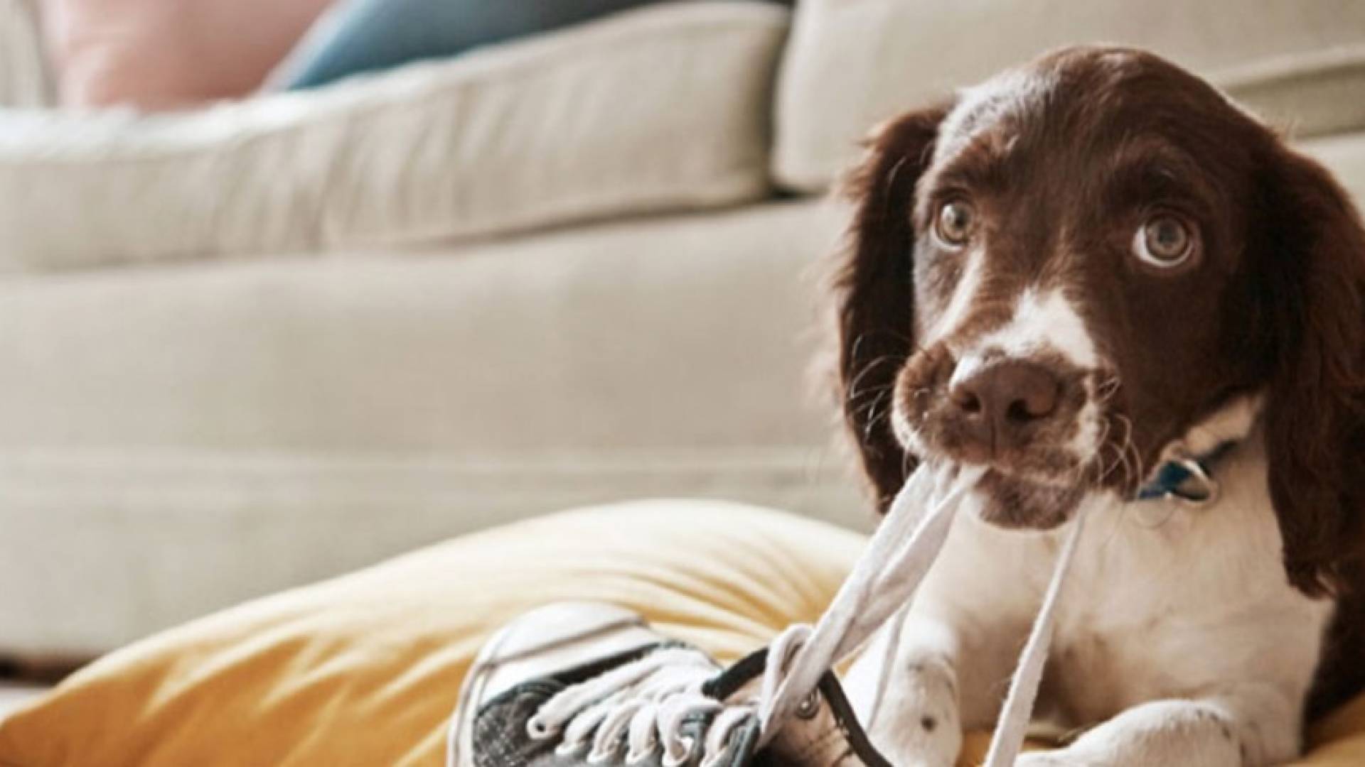 Tierhalterhaftpflicht für Hund & Pferd