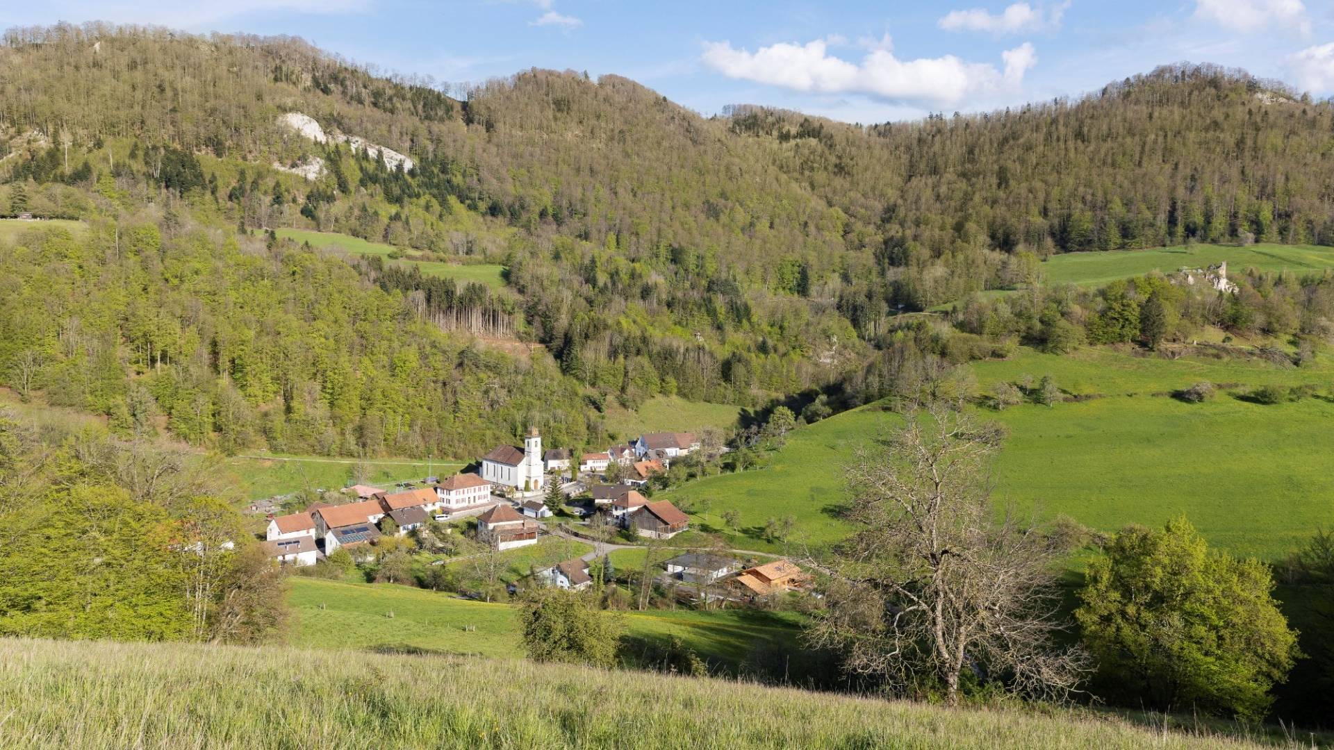 helvetia-schutzwald-jura-ii.jpg