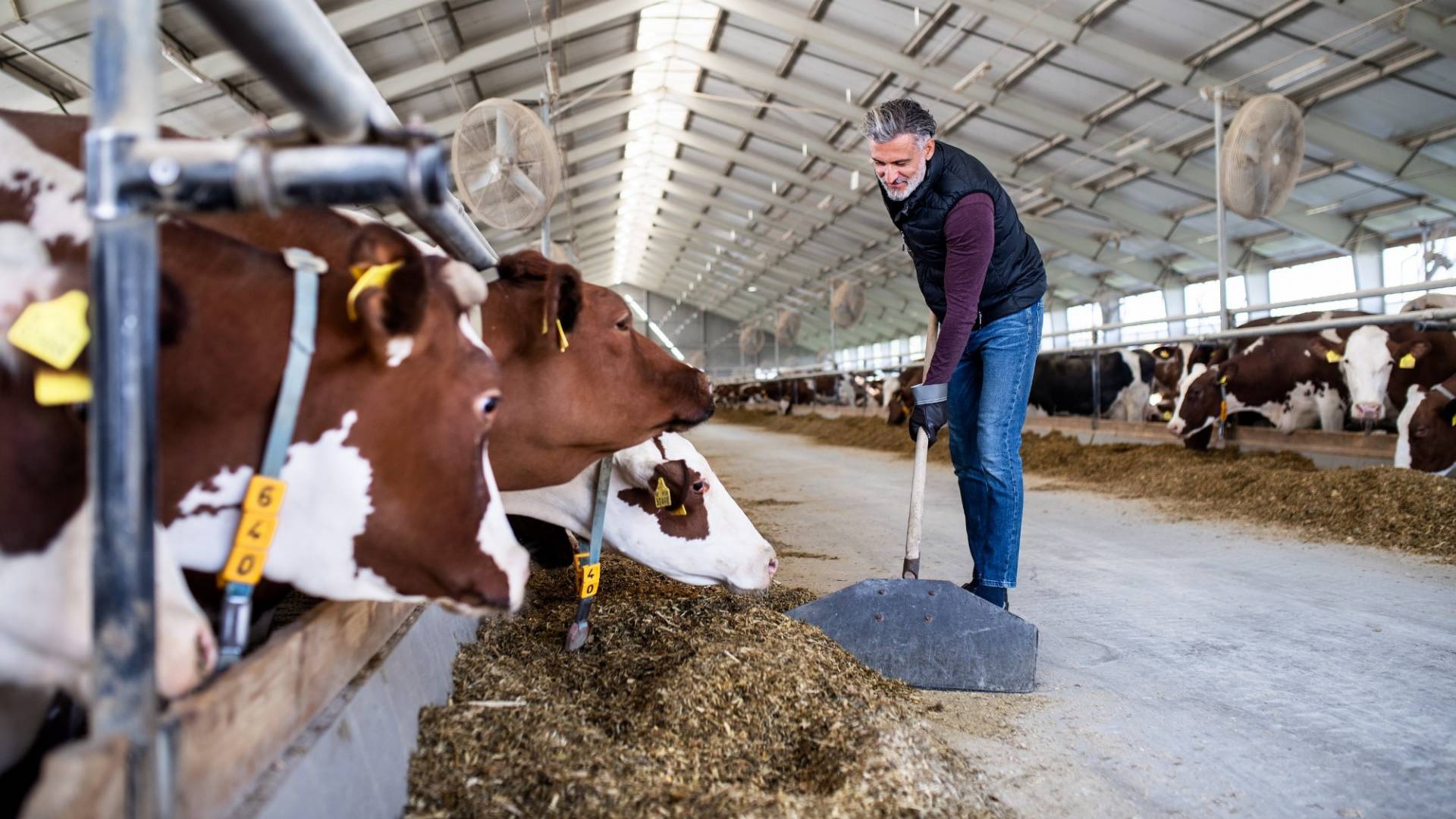 Mature man worker working on diary farm, agriculture industry.