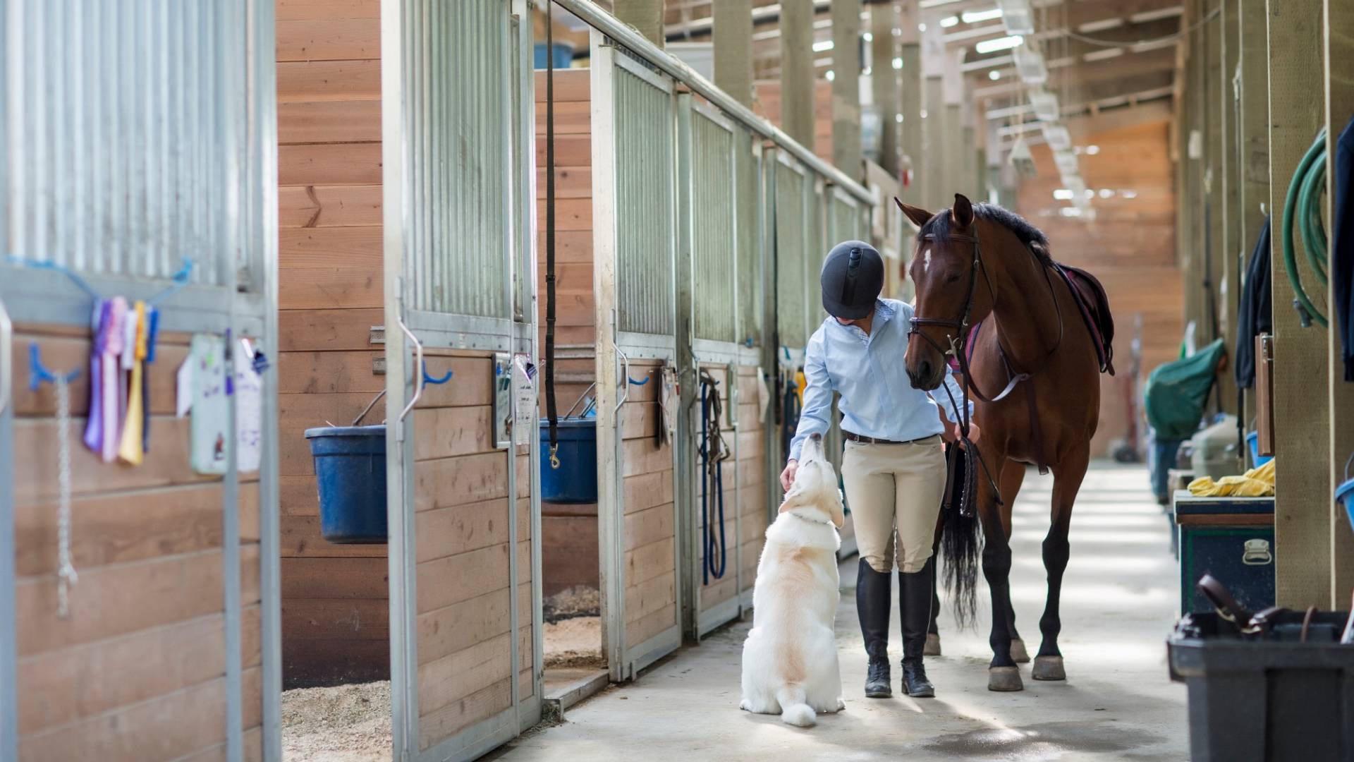 Tierhalterhaftpflicht für Hund & Pferd
