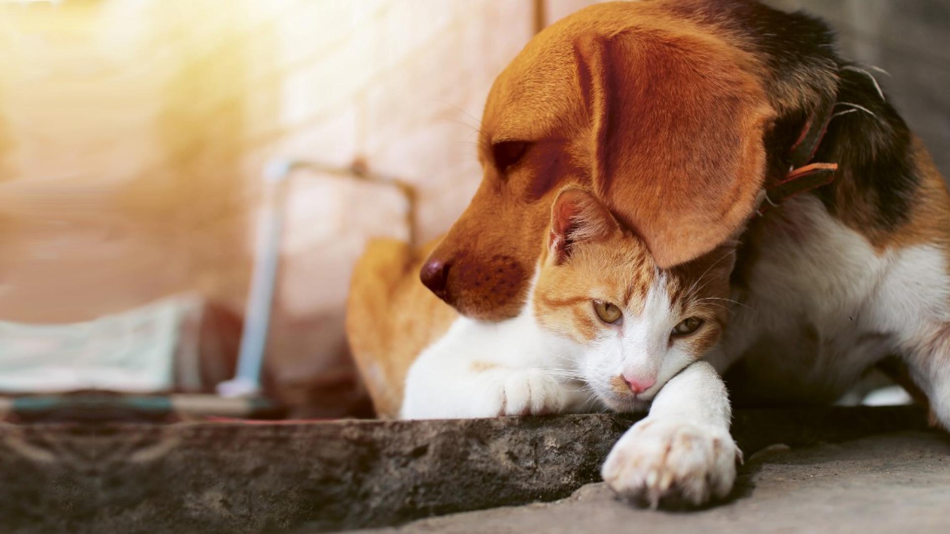Tierkrankenversicheurng: Hund und Katze