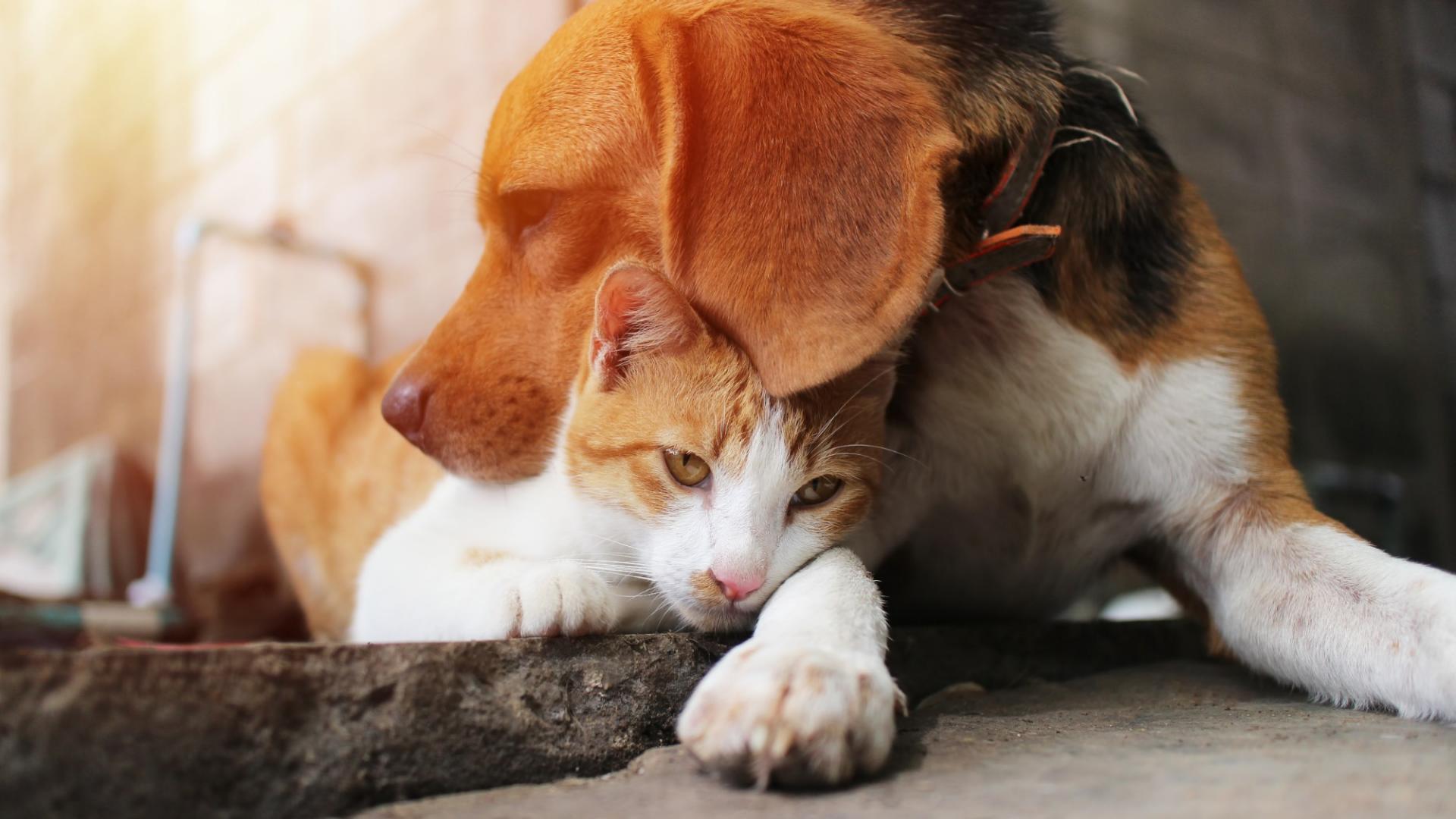 Hund und Katze