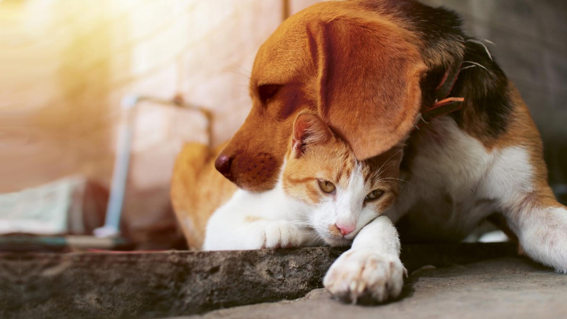 Tierkrankenversicheurng: Hund und Katze