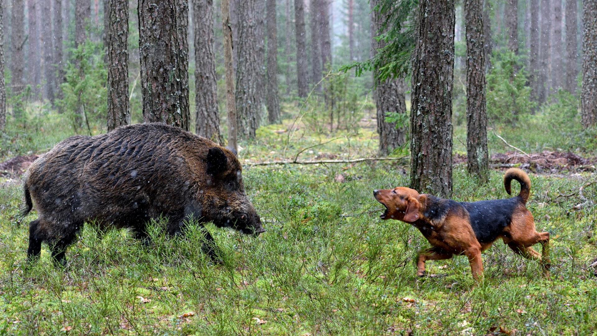 Ein Jagdhund steht im Wald einem Wildschwein gegenüber und bellt.