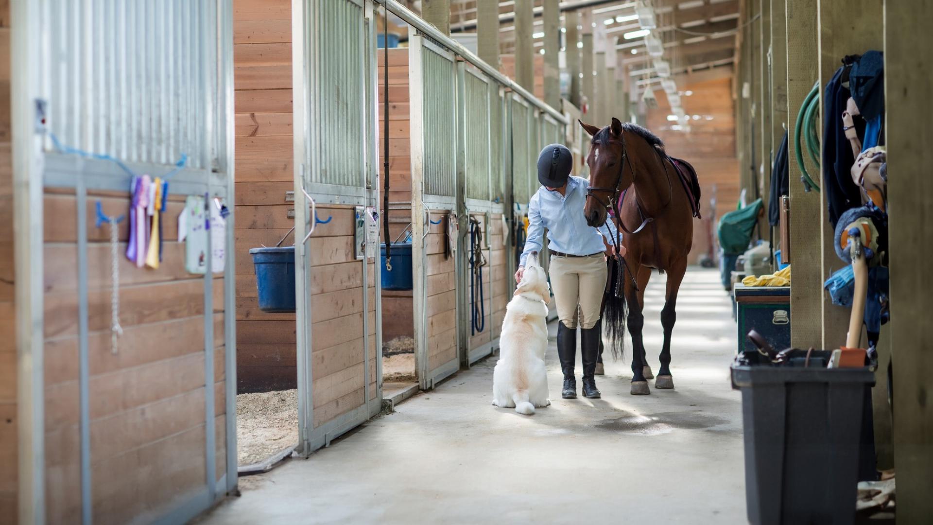 Eine Frau in Reiterkleidung ist in einem Stall und führt ein Pferd am Halfter und streichelt einen Hund.