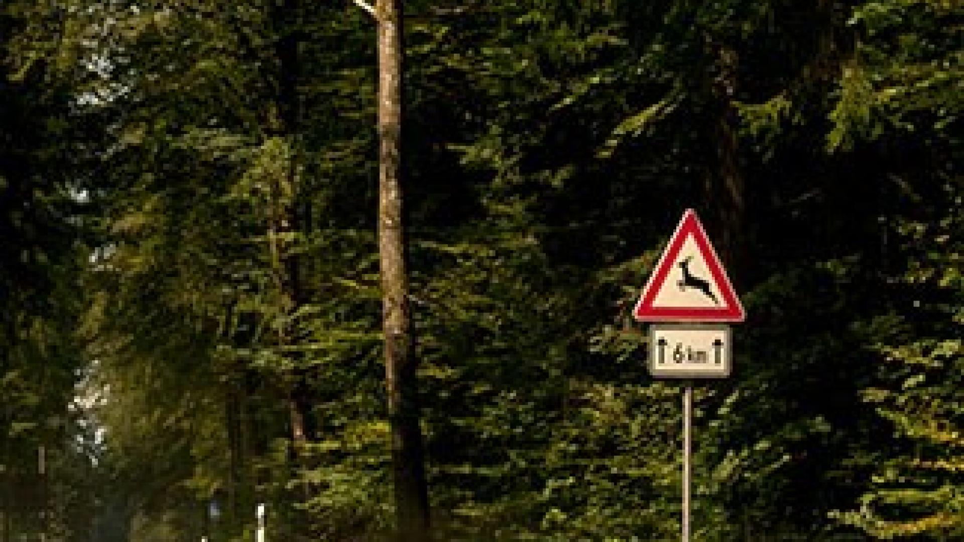 Ein Schild mit Wildwechsel in einem Wald.
