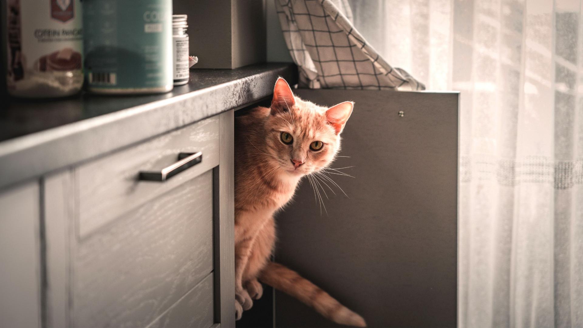 Eine rothaarige Katze sitzt im Küchenschrank und schaut heraus.