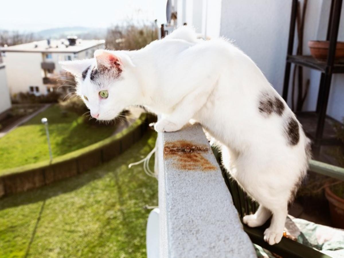 Eine weiße Katze steht auf dem Balkon und schaut über das Geländer runter in den Garten.