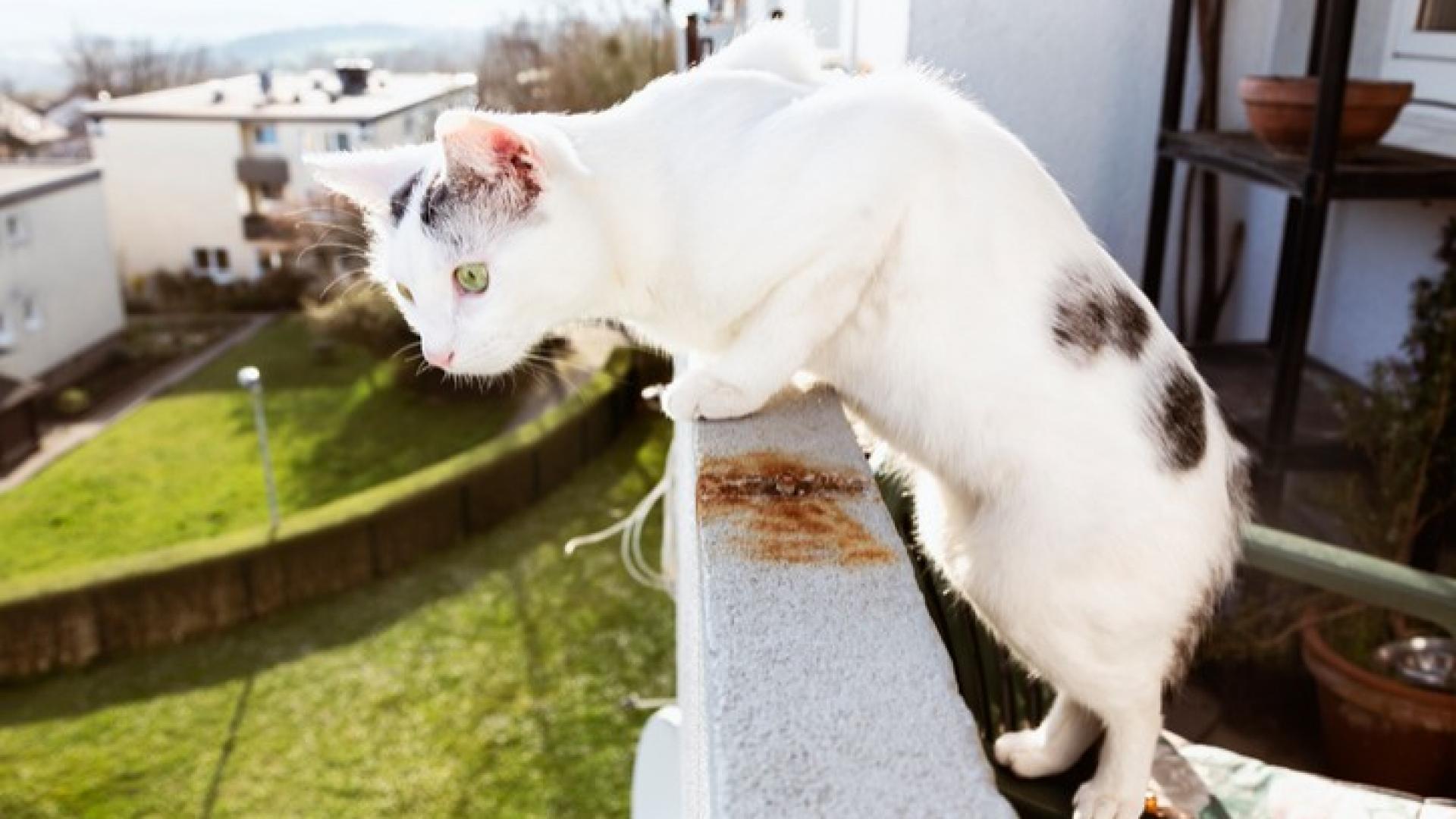 Eine weiße Katze steht auf dem Balkon und schaut über das Geländer runter in den Garten.