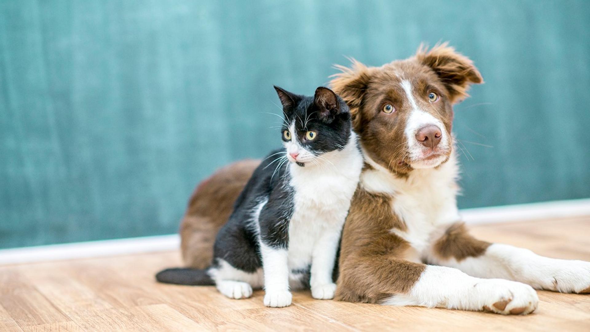 Tierkrankenversicherung inkl. Schutzbrief | Helvetia