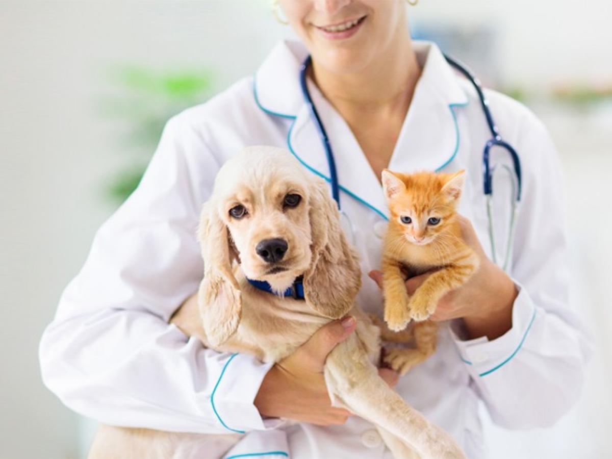 Eine Person im Arztkittel hat ein Stethoskop umhängen und einen Hund und eine Katze auf dem Arm