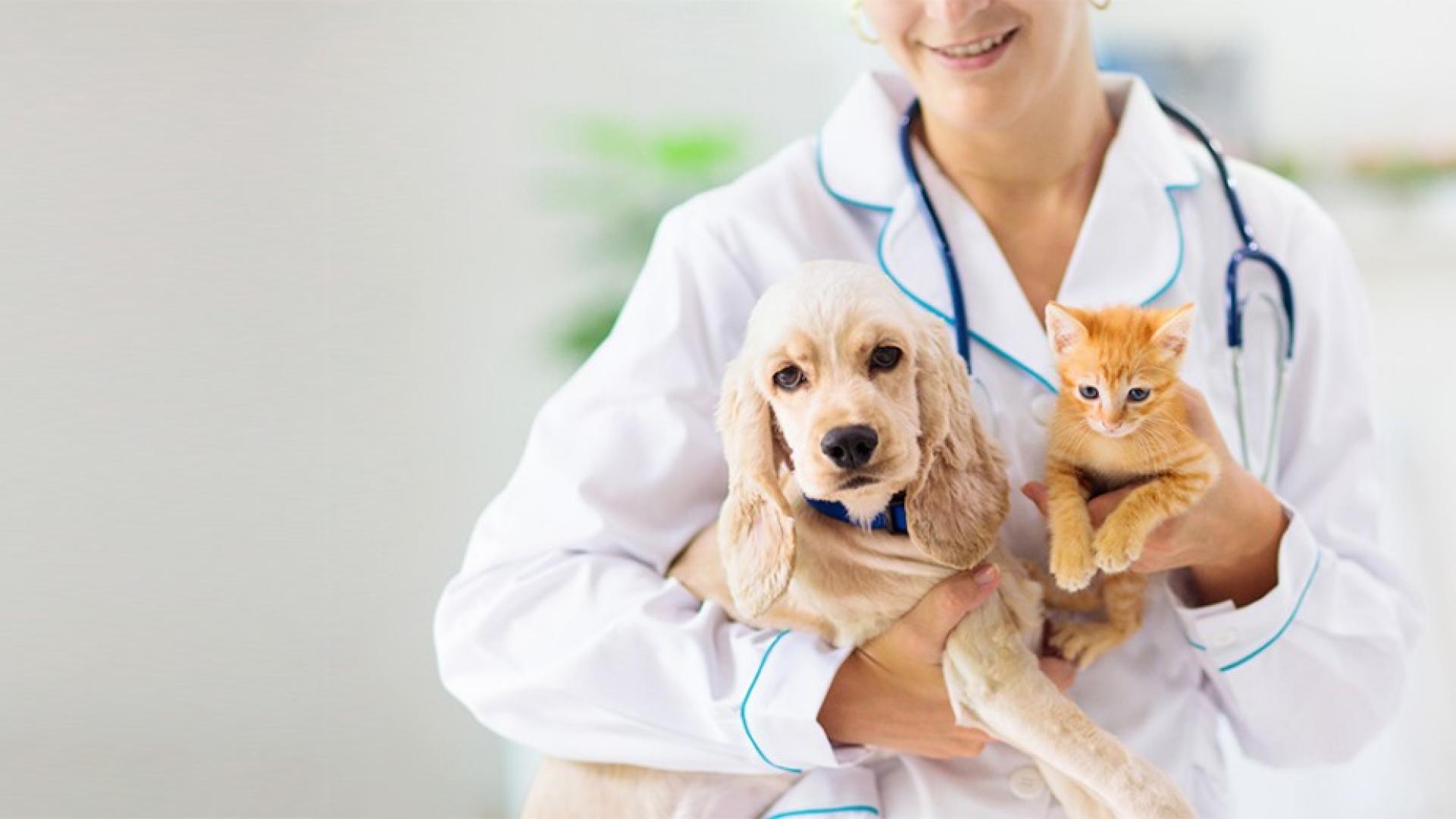 Eine Person im Arztkittel hat ein Stethoskop umhängen und einen Hund und eine Katze auf dem Arm