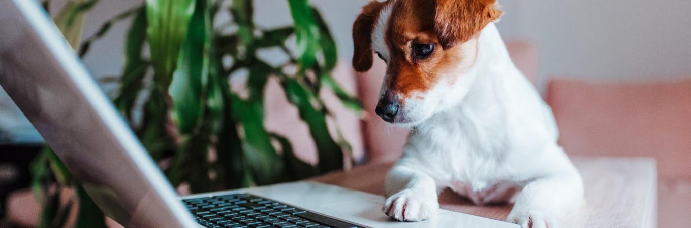 Ein Hund sitzt vor einem Laptop.