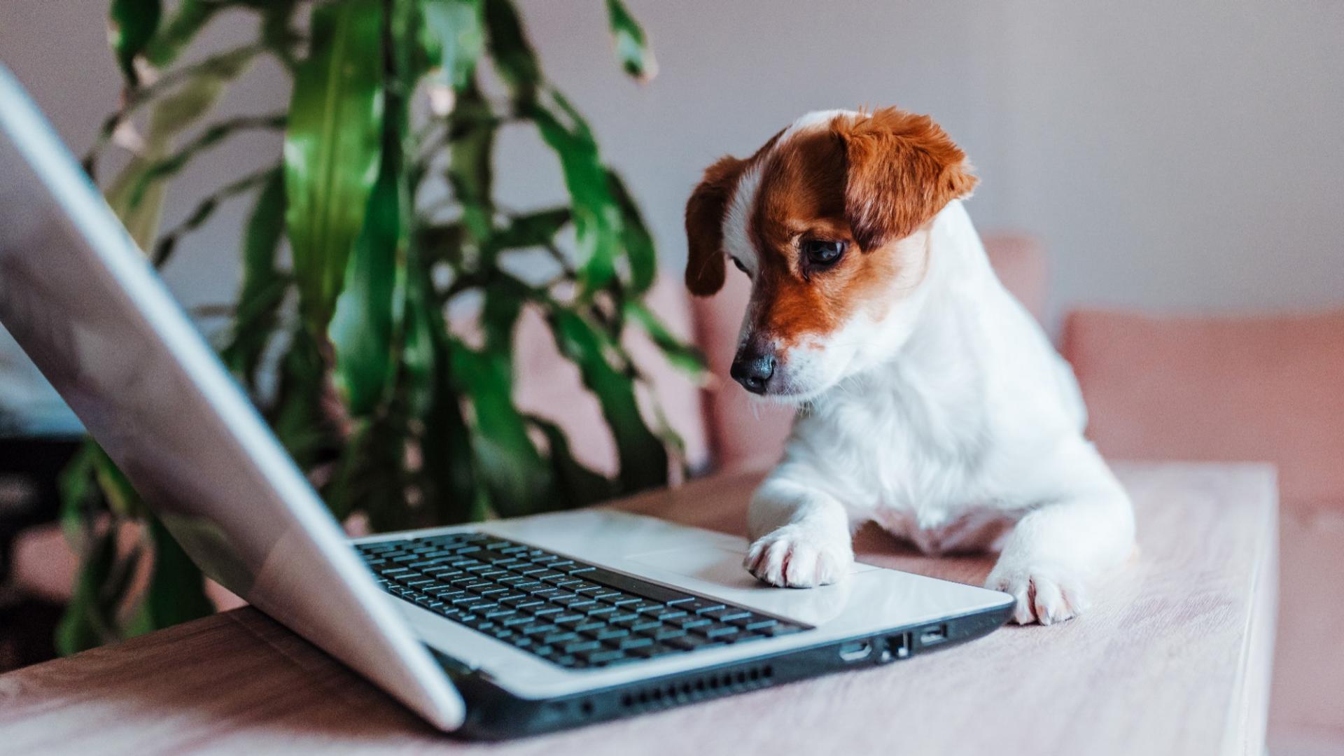 Ein Hund sitzt vor einem Laptop.