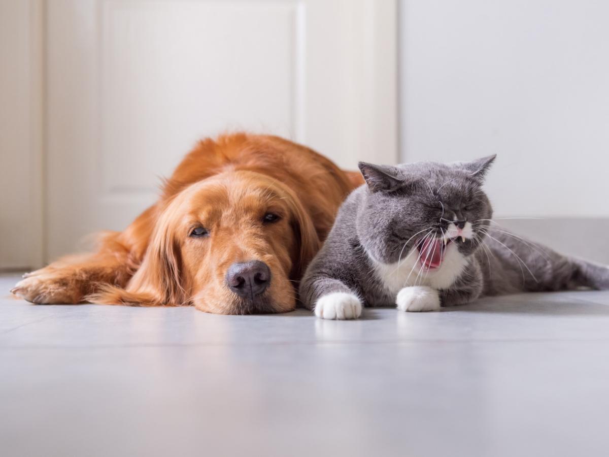 Ein Hund und eine Katze liegen entspannt nebeneinander.