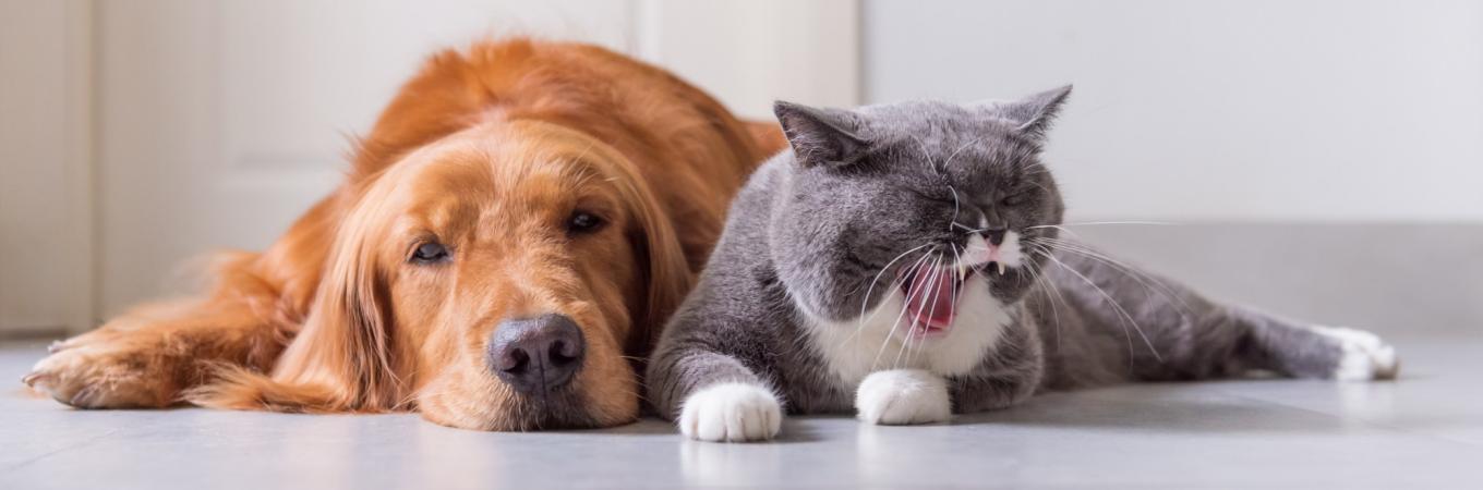 Ein Hund und eine Katze liegen entspannt nebeneinander.