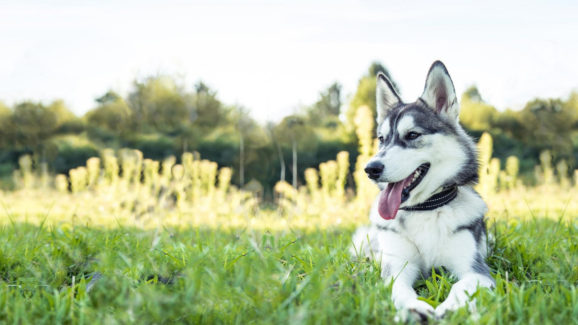 Auf dem Bild ist ein glücklicher Hund abgebildet, der auf einer grünen Wiese liegt. 