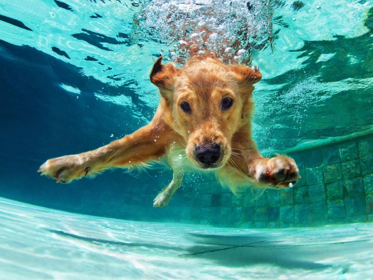 Ein Golden Retreiver taucht in einem Pool unter Wasser. 