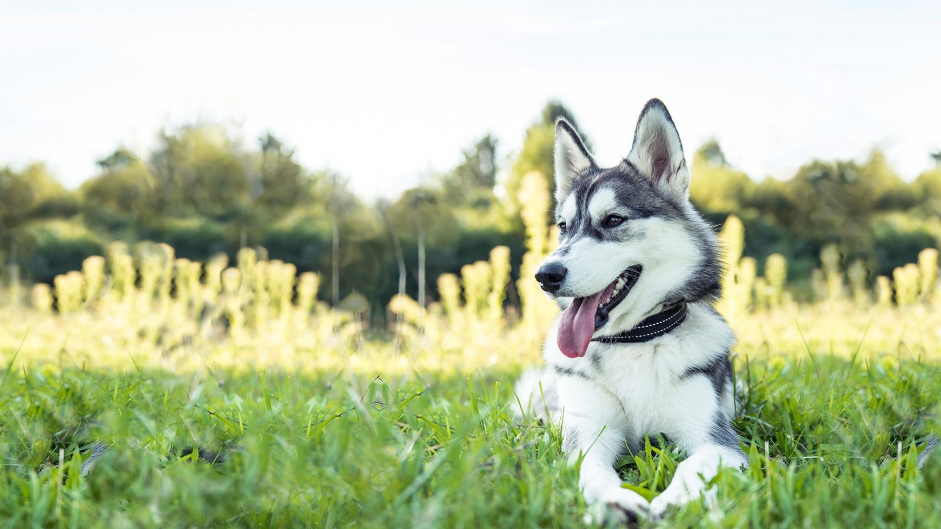 Auf dem Bild ist ein glücklicher Hund abgebildet, der auf einer grünen Wiese liegt. 