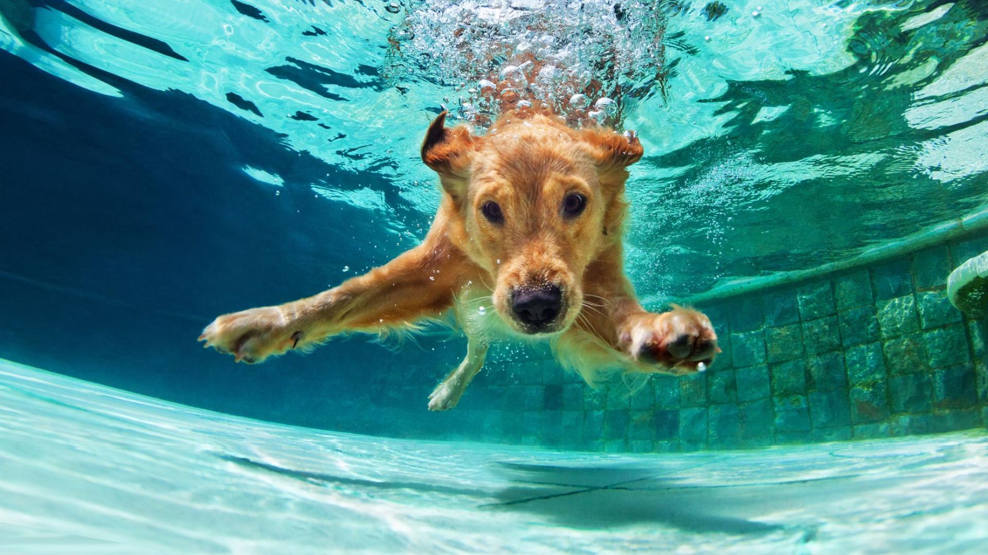 Ein Golden Retreiver taucht in einem Pool unter Wasser. 