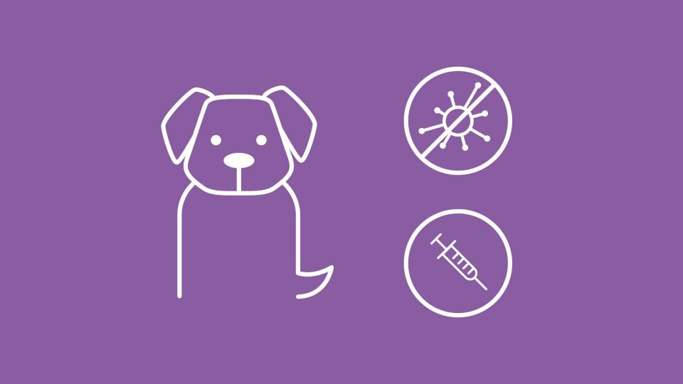 Tollwutimpfung für Hunde | Helvetia