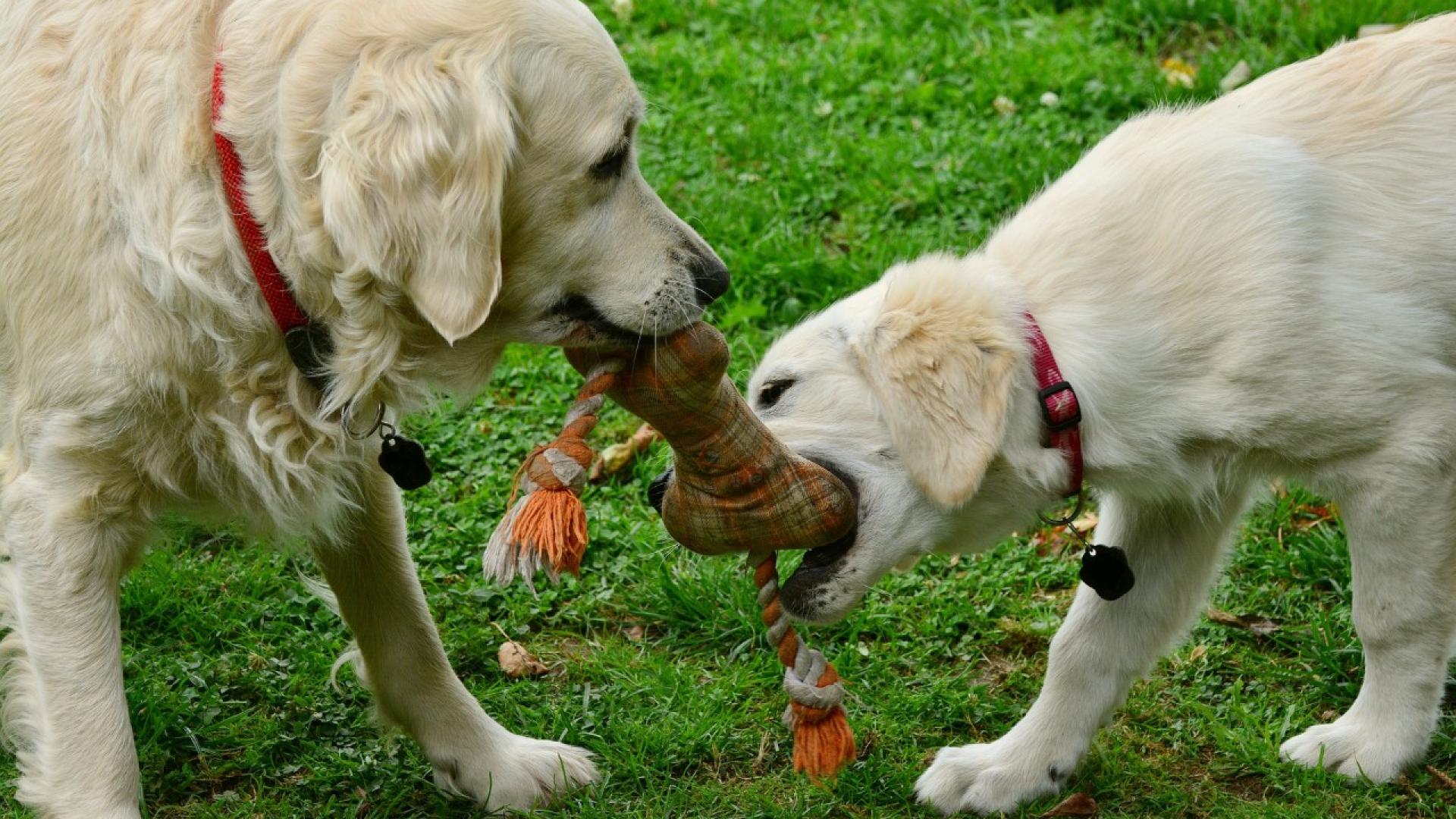 Auf einer grünen Wiese zerren zwei Hunde an einem Tauspielzeug, das die Form eines Knochens hat.