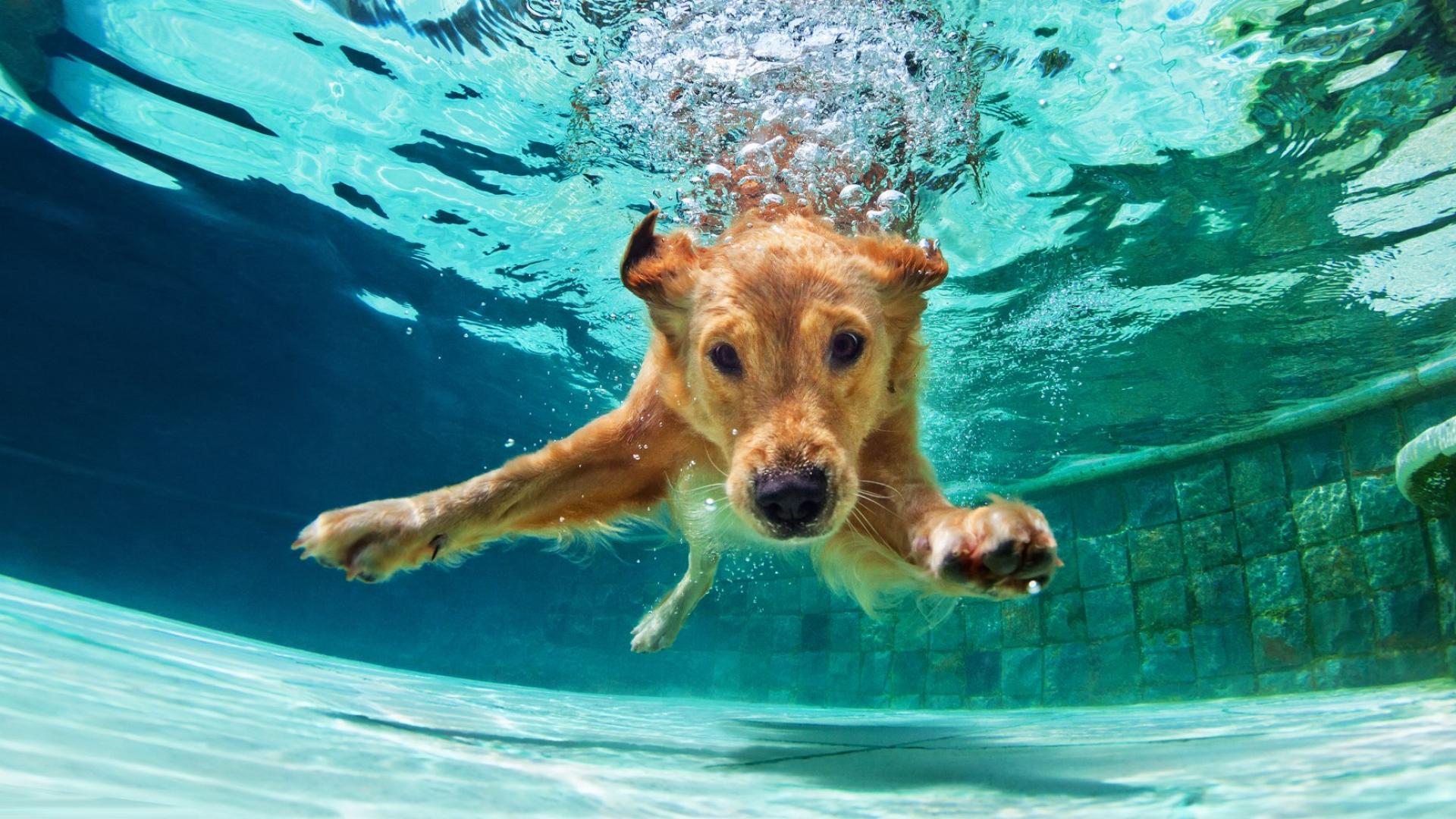 Auf dem Bild ist ein Golden Retreiver zu sehen, der gerade unter Wasser in einem Swimmingpool taucht.