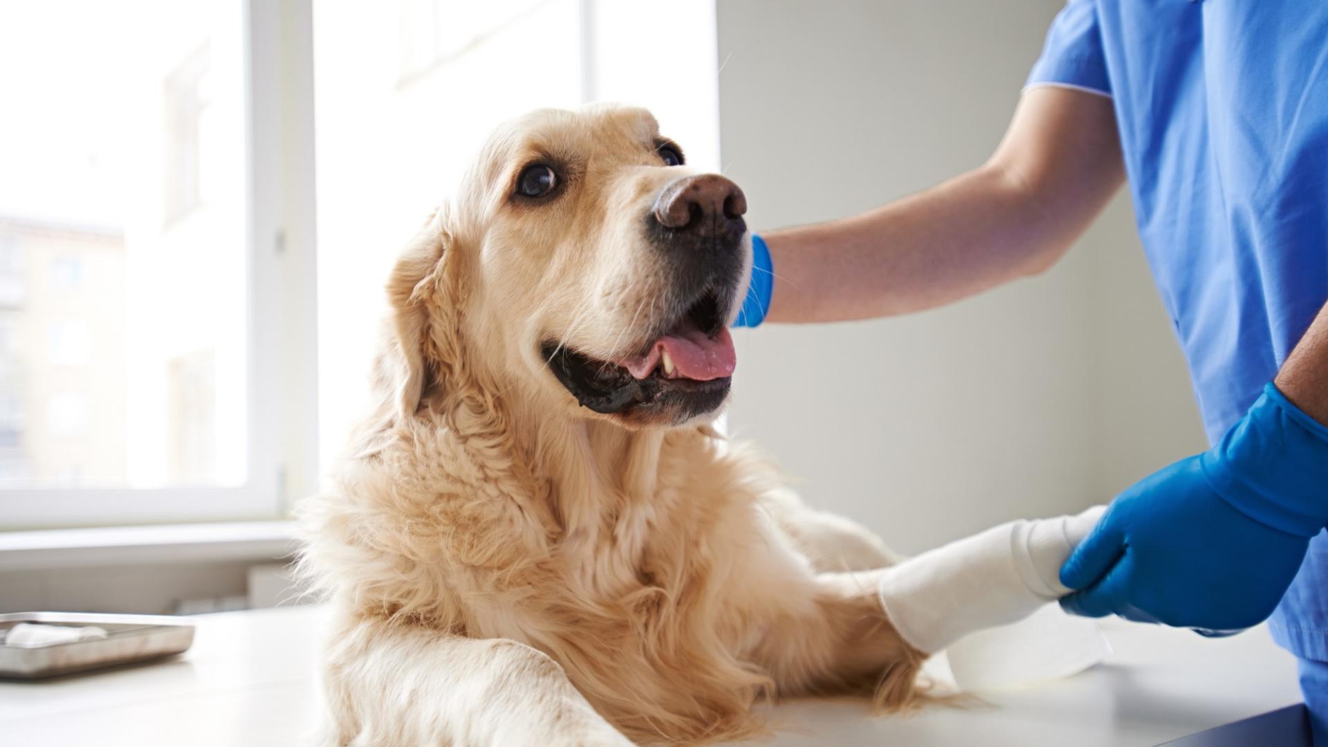 Auf dem Bild ist ein Hund beim Tierarzt zu sehen, der einen Verband um eine verletzte Pfote hat.