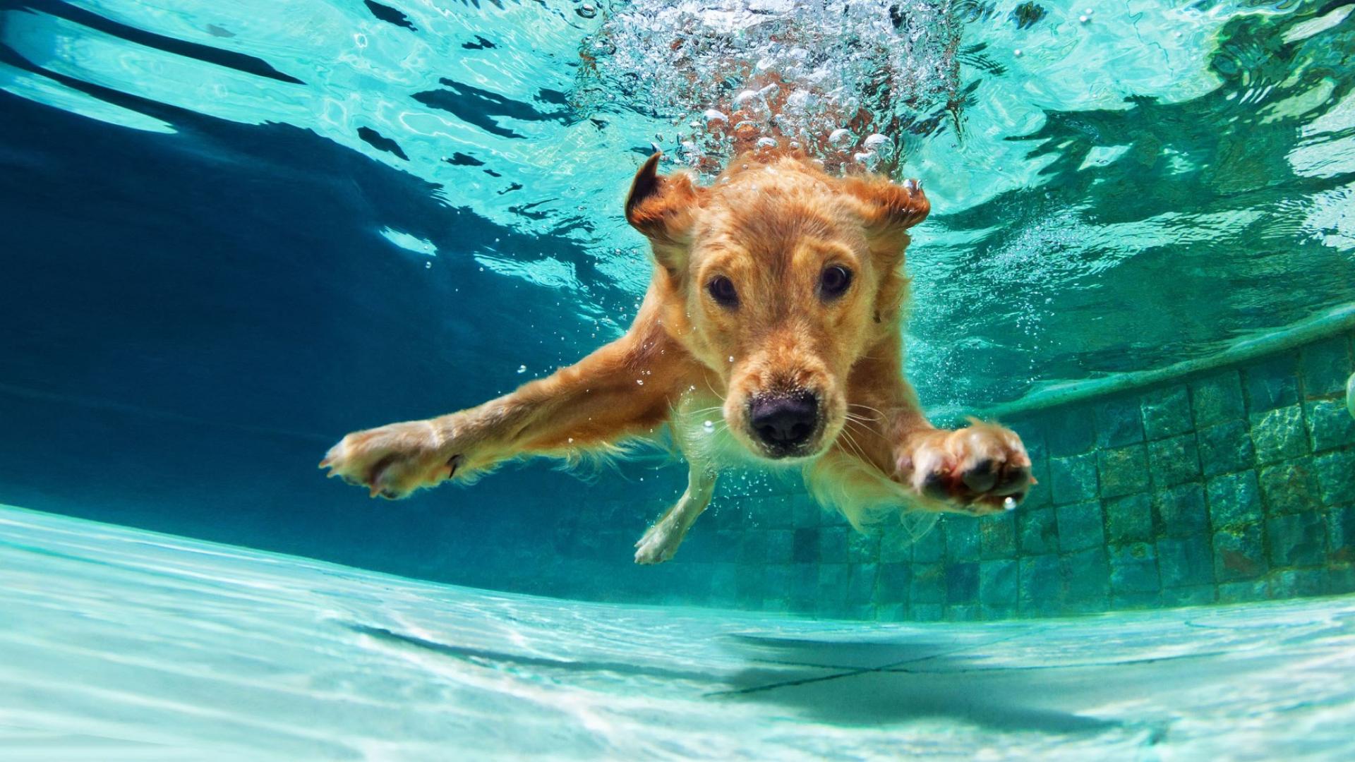 Auf dem Bild ist ein glücklicher Hund zu sehen, der in einem Pool unter Wasser taucht.