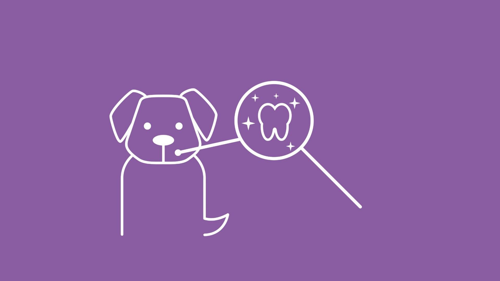 Die Grafik zeigt einen Hund mit gesunden Zähnen und ausreichender Zahnpflege. 