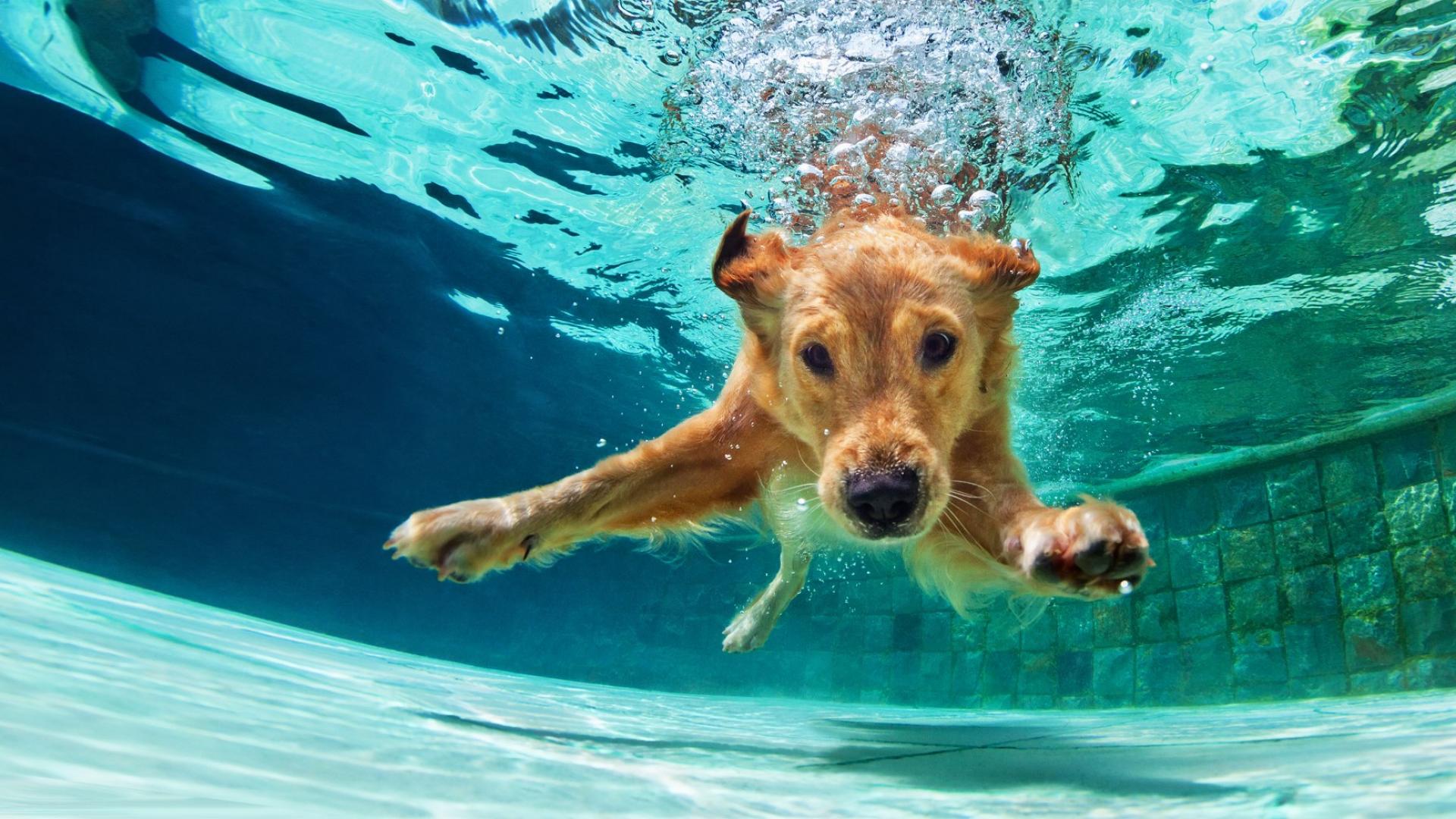 Auf dem Bild ist Golden Retreiver zu sehen, der in einem Pool unter Wasser taucht. 
