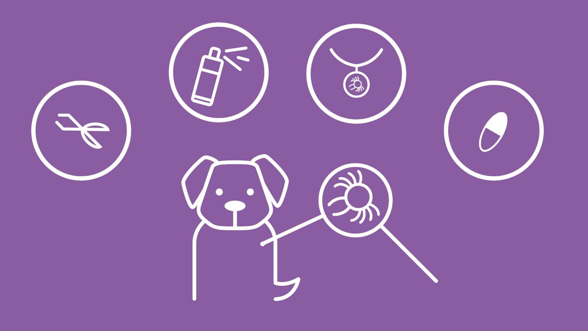 Die Grafik zeigt einen Hund mit per Lupe vergrößerter Zecke. Über ihm werden 4 Icons für Tabletten, Spray, Halsband und Zange dargestellt. 