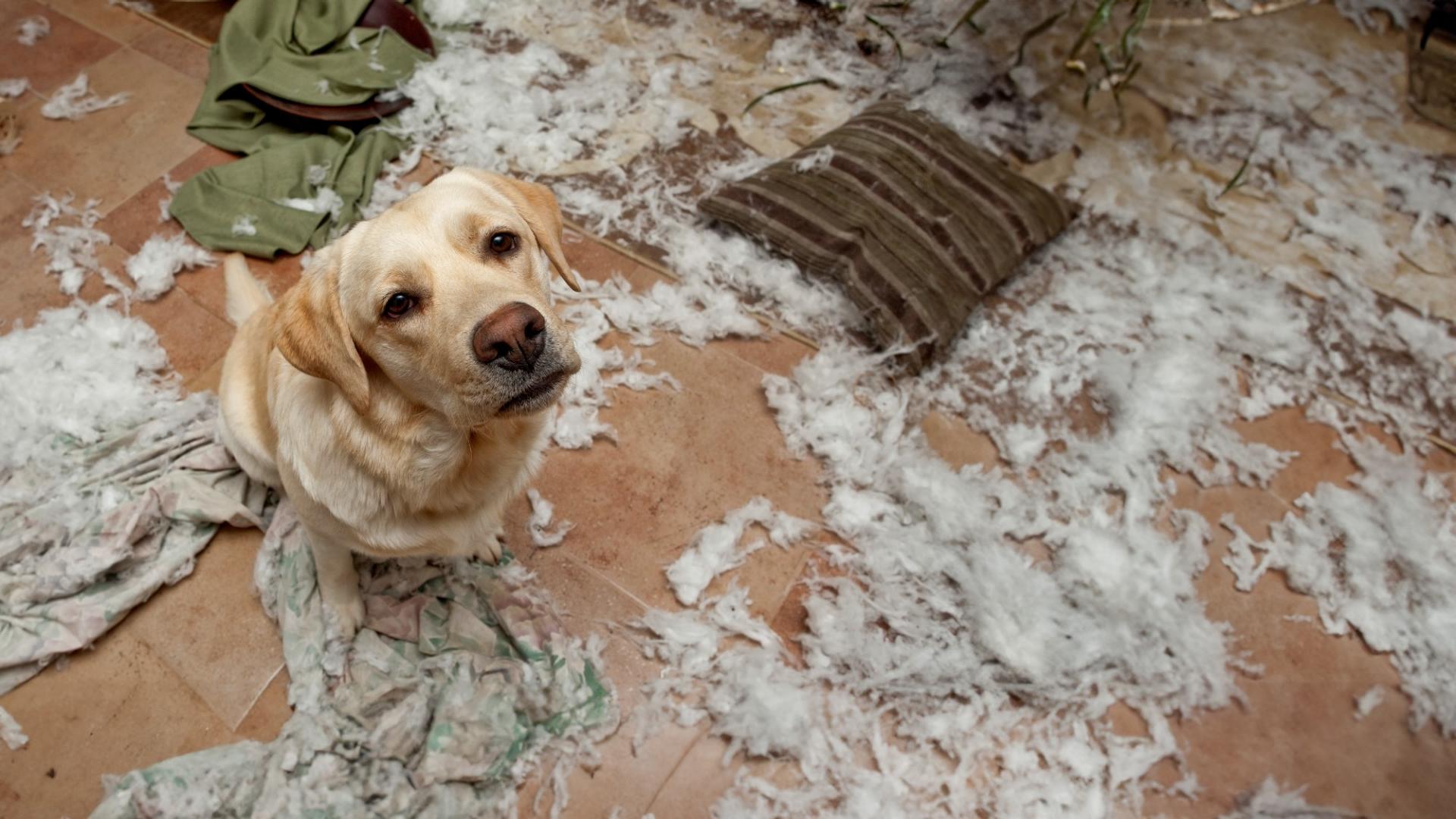 Ein Hund sitzt und schaut in die Kamera