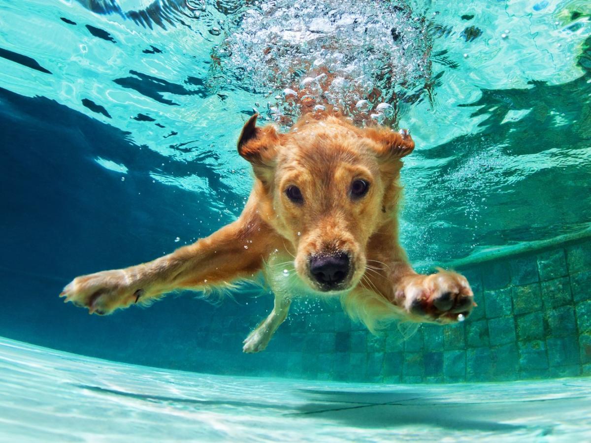Auf dem Bild ist ein Golden Retreiver zu sehen, der in einem Schwimmbecken unter Wasser taucht.
